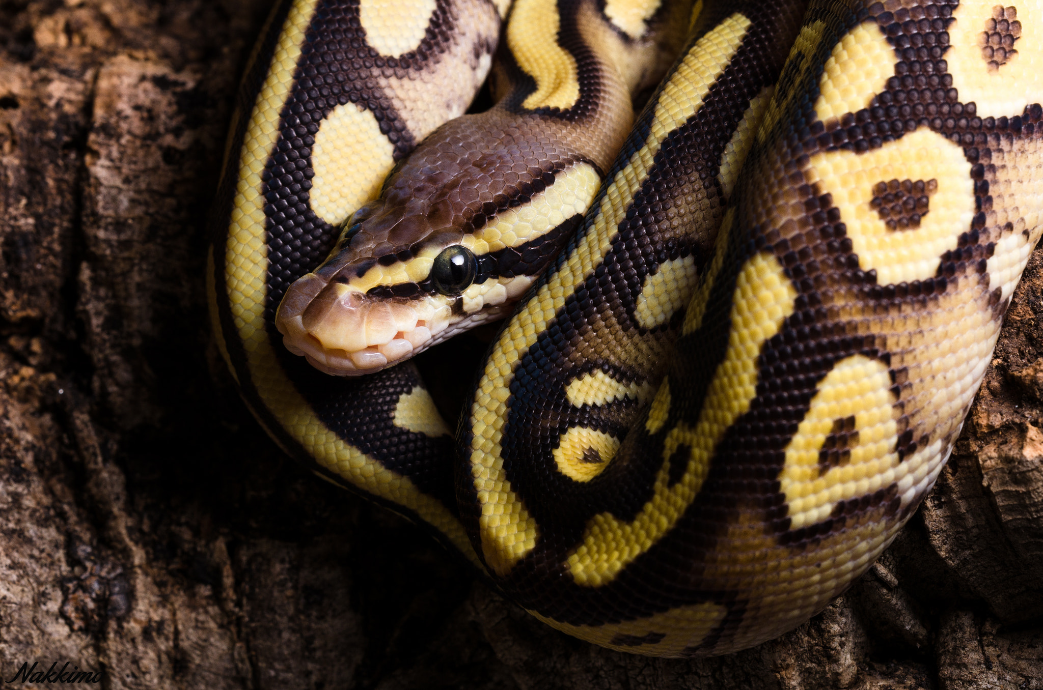 Nikon D7000 + Sigma 150mm F2.8 EX DG OS Macro HSM sample photo. Ball python photography