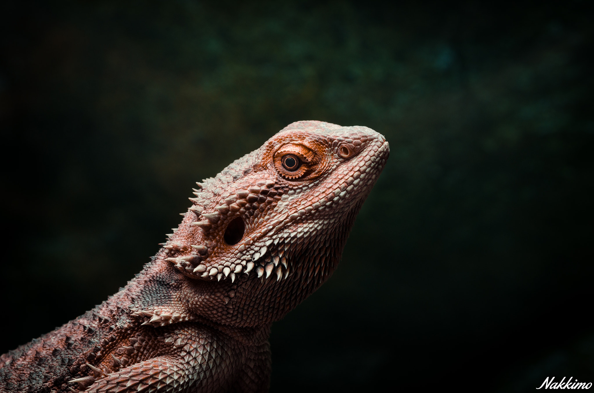 Nikon D7000 + Sigma 150mm F2.8 EX DG OS Macro HSM sample photo. Beared dragon photography