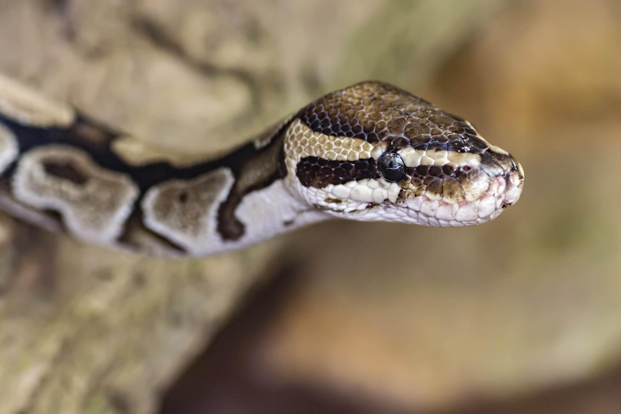 Canon EOS 700D (EOS Rebel T5i / EOS Kiss X7i) + Tamron SP AF 90mm F2.8 Di Macro sample photo. Boa constrictor photography