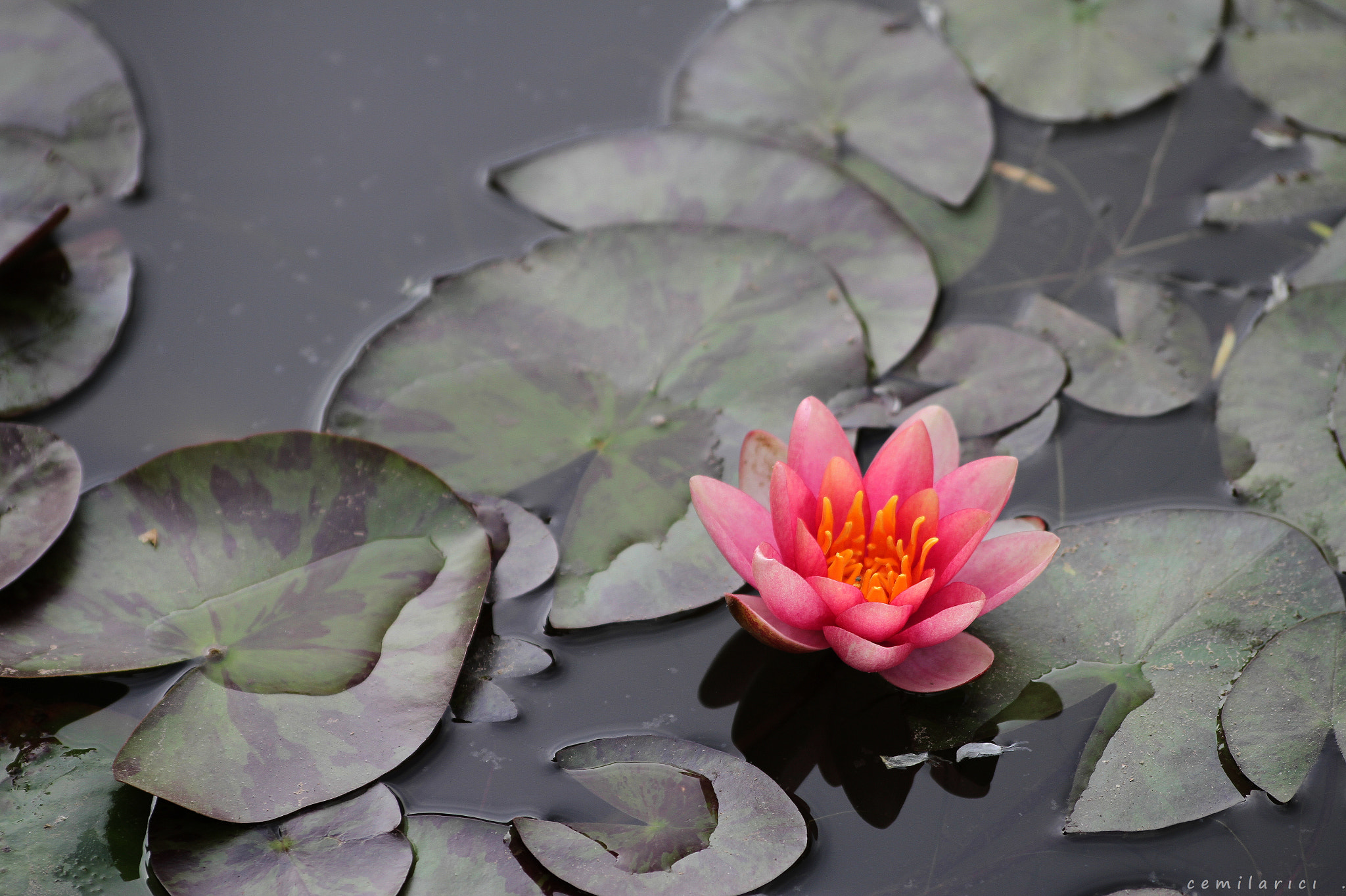 Sigma 70-300mm F4-5.6 APO DG Macro sample photo