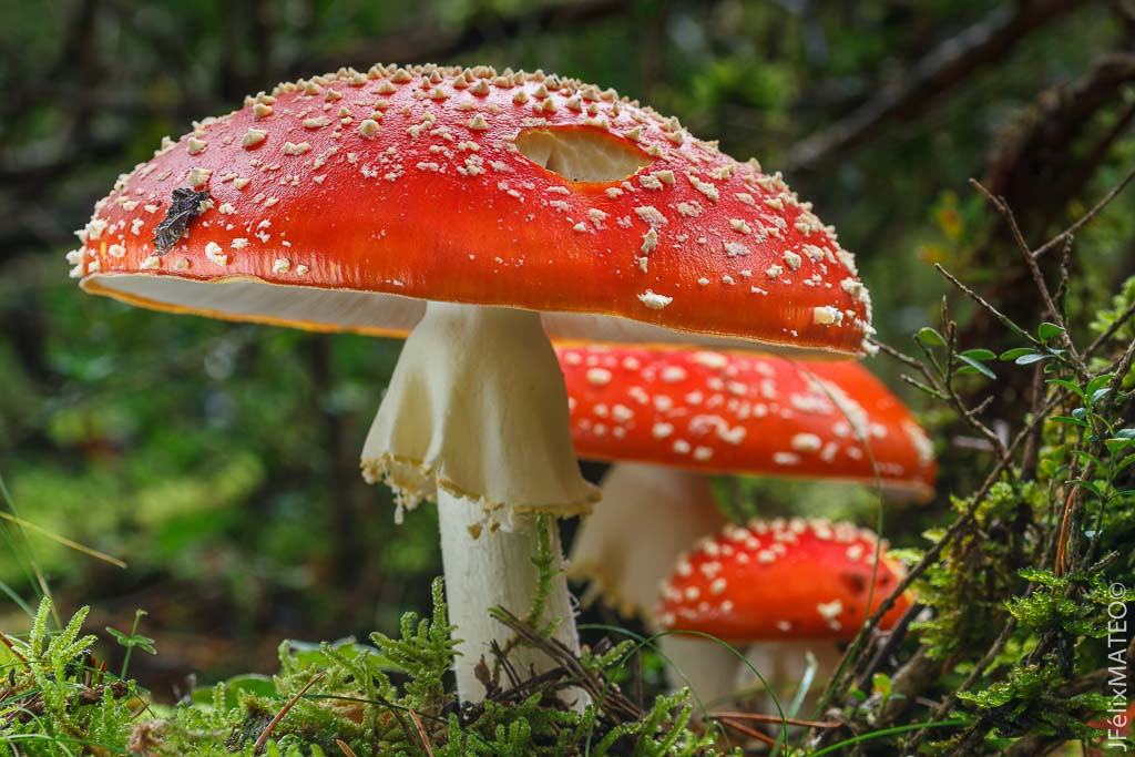 Canon EOS 7D + Tamron SP AF 90mm F2.8 Di Macro sample photo. Amanita muscaria photography