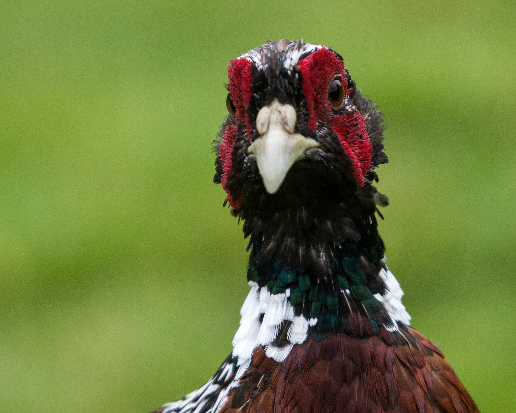 Sigma 50-500mm f/4-6.3 APO HSM EX sample photo. Ring neck pheasant portrait photography