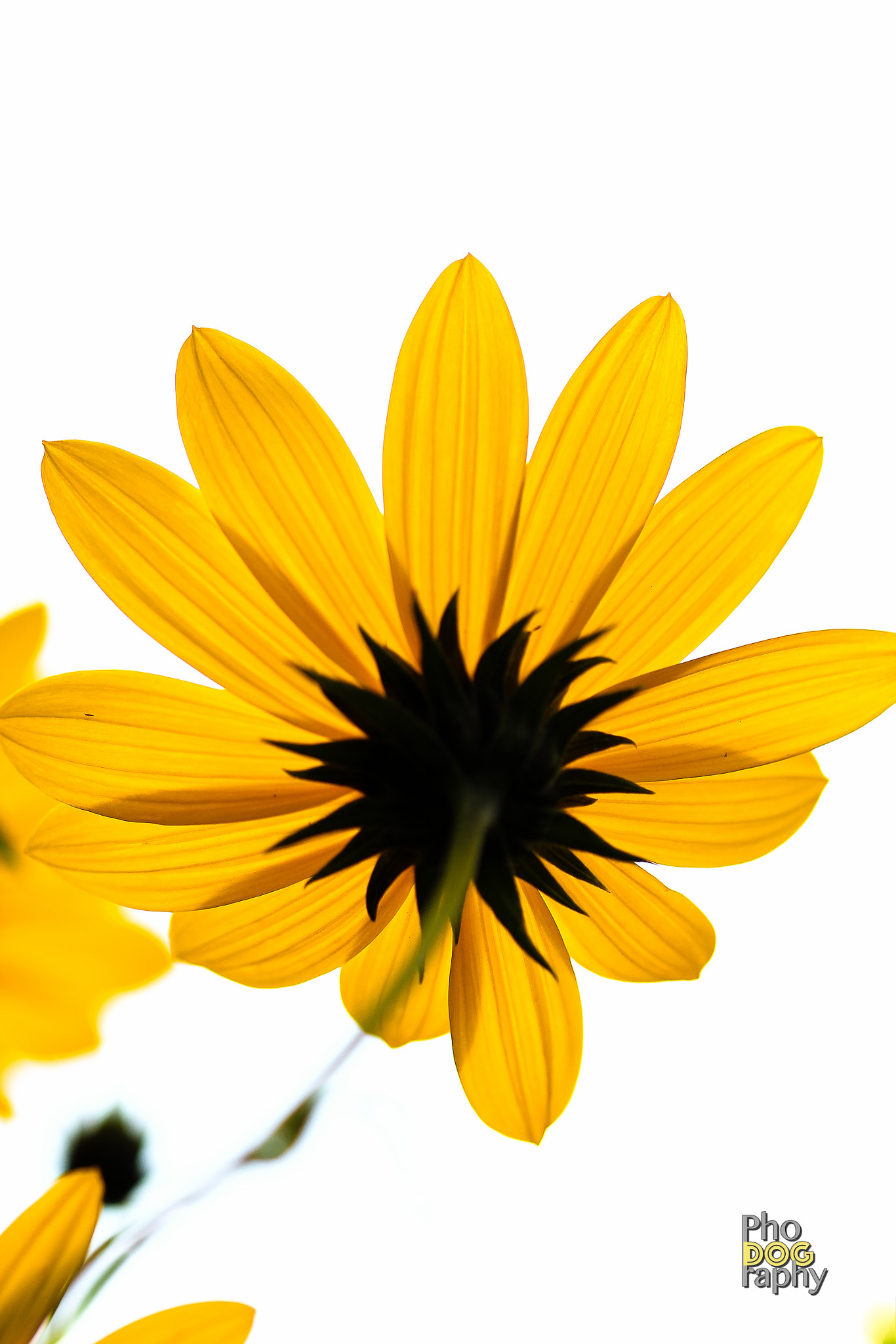 Sigma 105mm F2.8 EX DG OS HSM sample photo. Yellow flower photography