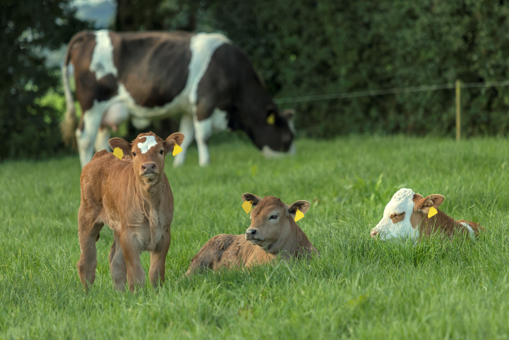 Canon EOS 80D + Canon EF 70-200mm F4L IS USM sample photo. 3 baby calves photography