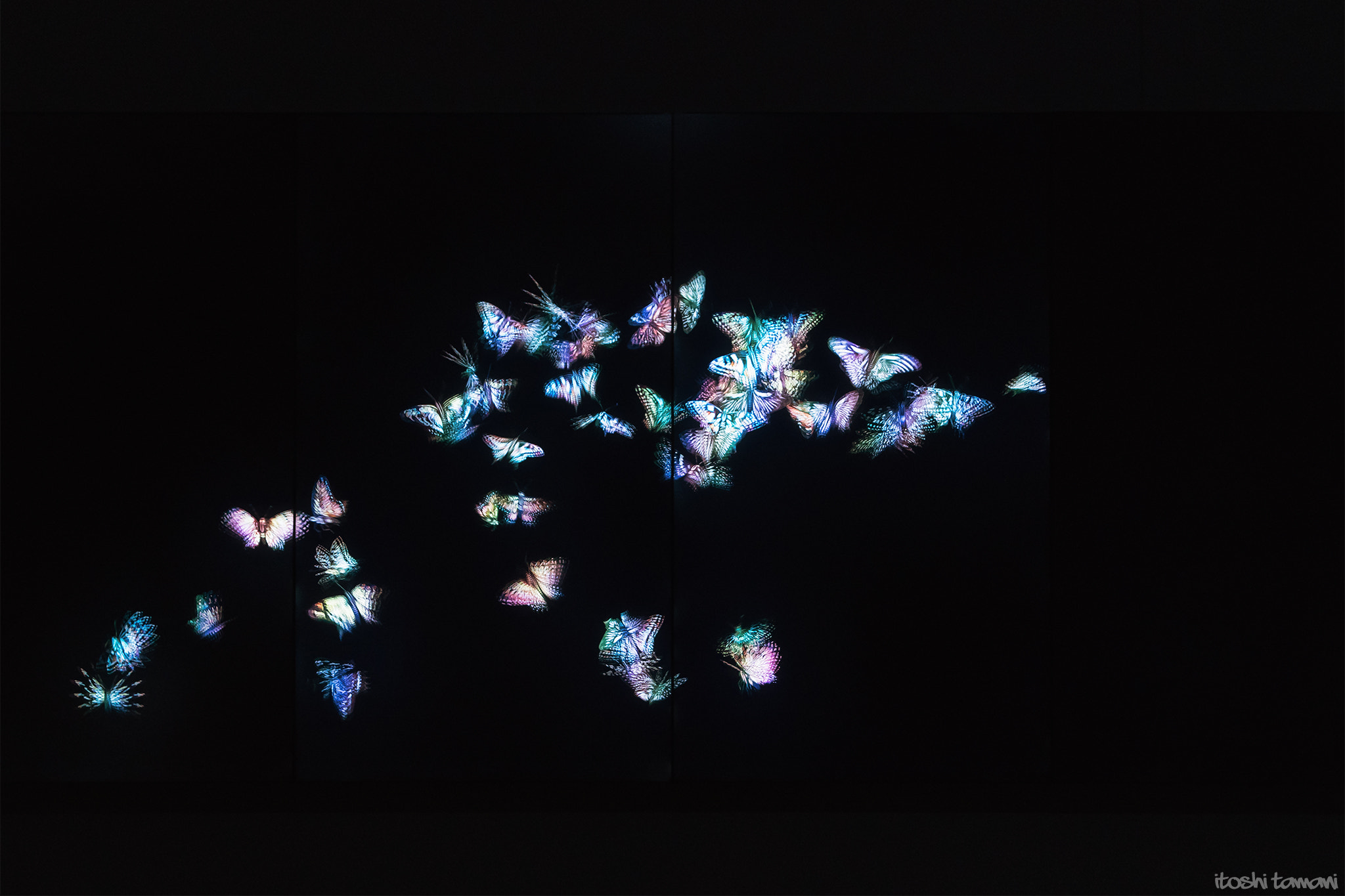 Sony a7R II + Sigma 24-105mm F4 DG OS HSM Art sample photo. The void / flutter of butterflies beyond borders photography