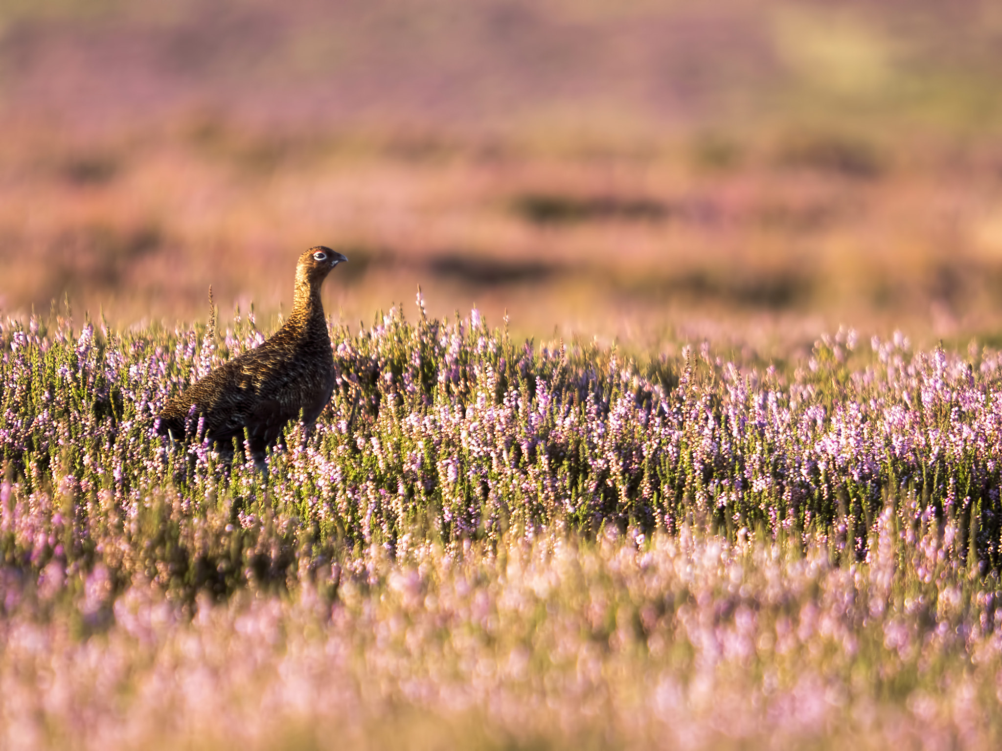 Olympus OM-D E-M5 II sample photo. A red grouse amongst the flowering heather photography