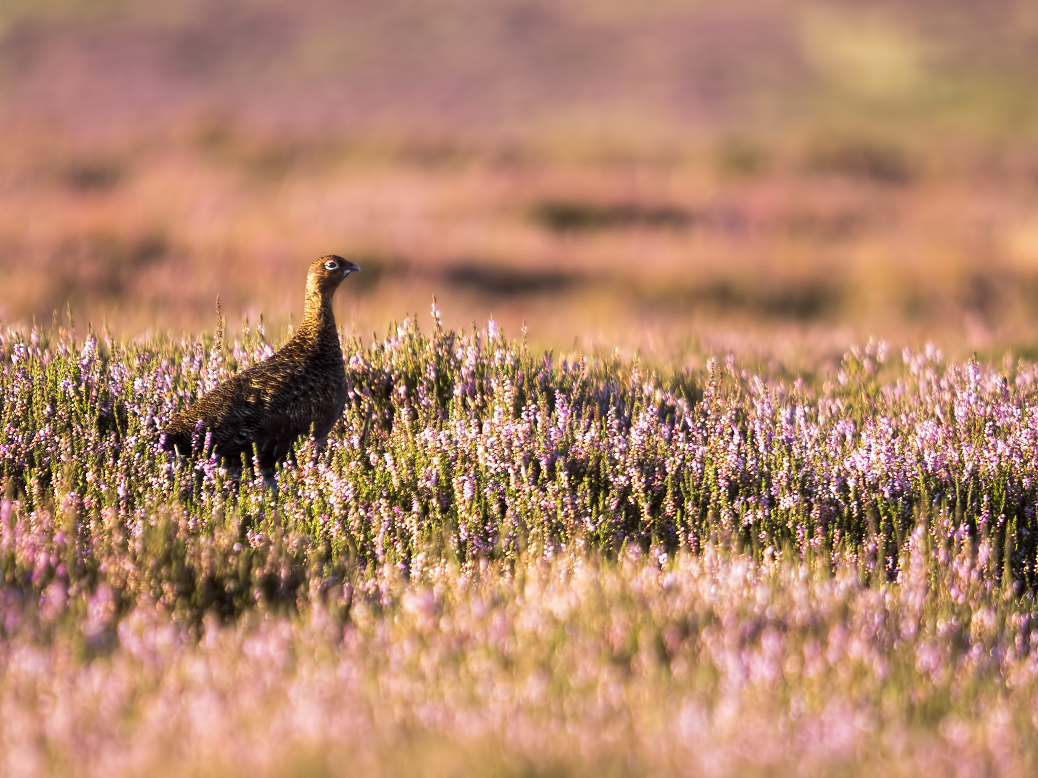 Olympus OM-D E-M5 II + SIGMA 50-500mm F4-6.3 DG HSM sample photo. A red grouse amongst the flowering heather photography
