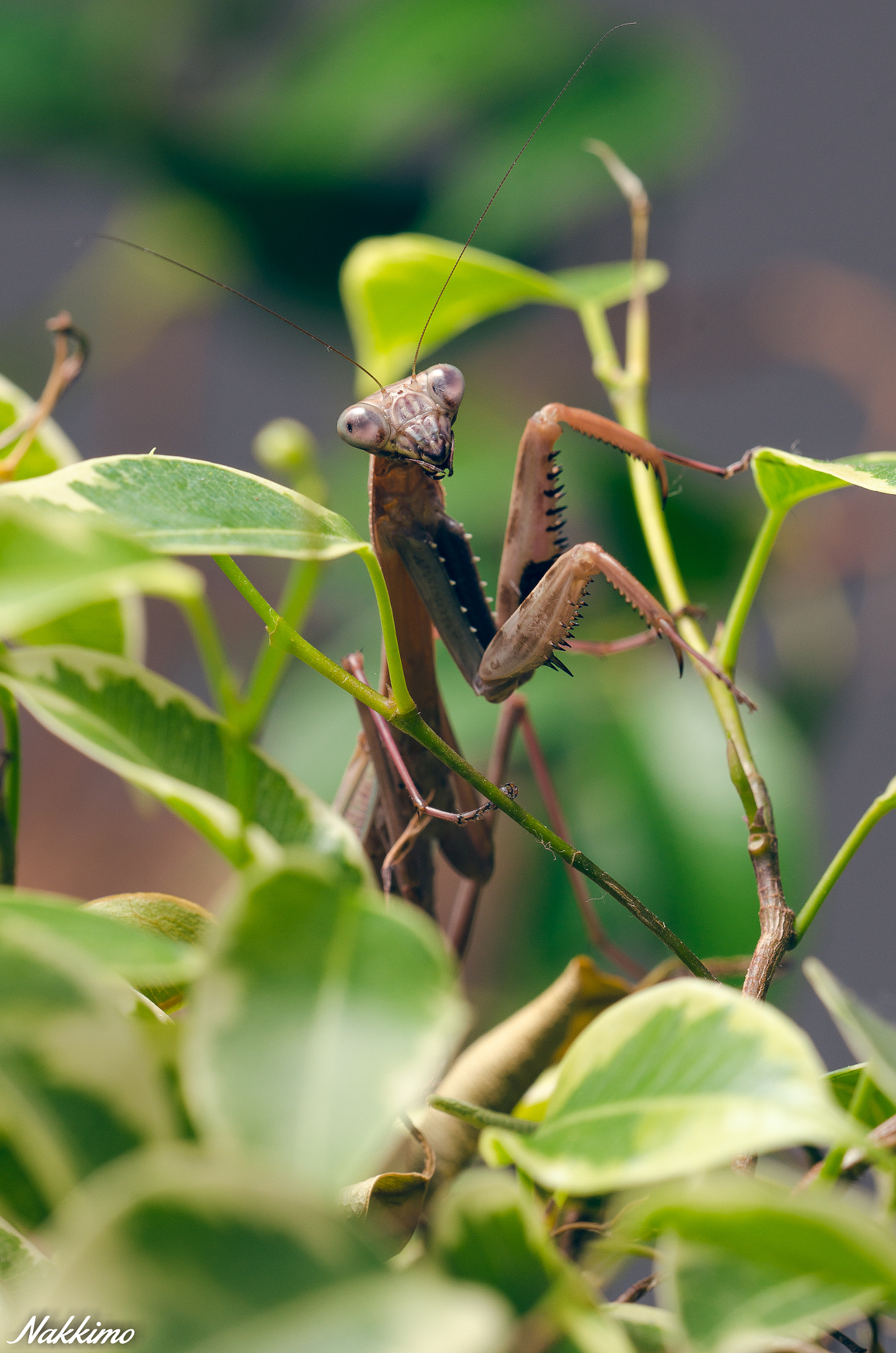 Nikon D7000 + Sigma 150mm F2.8 EX DG OS Macro HSM sample photo. Mantis photography