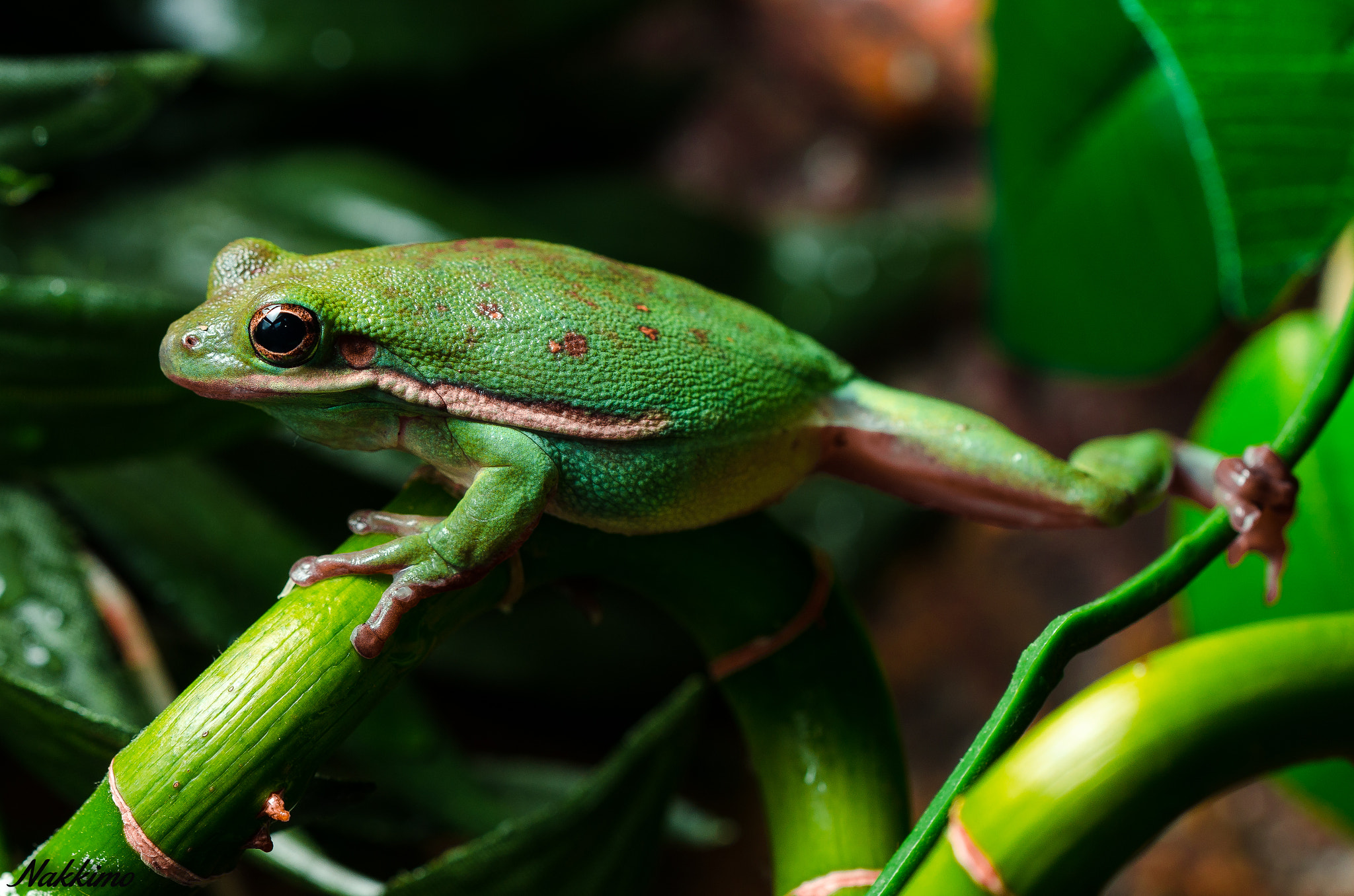 Nikon D7000 + Sigma 150mm F2.8 EX DG OS Macro HSM sample photo. American green tree frog photography