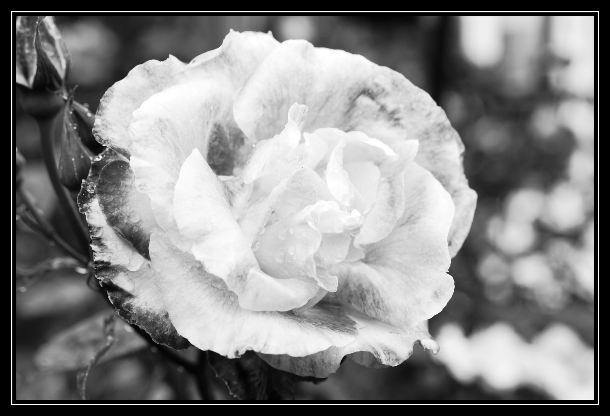Pentax smc D-FA 50mm F2.8 Macro sample photo. Rose photography