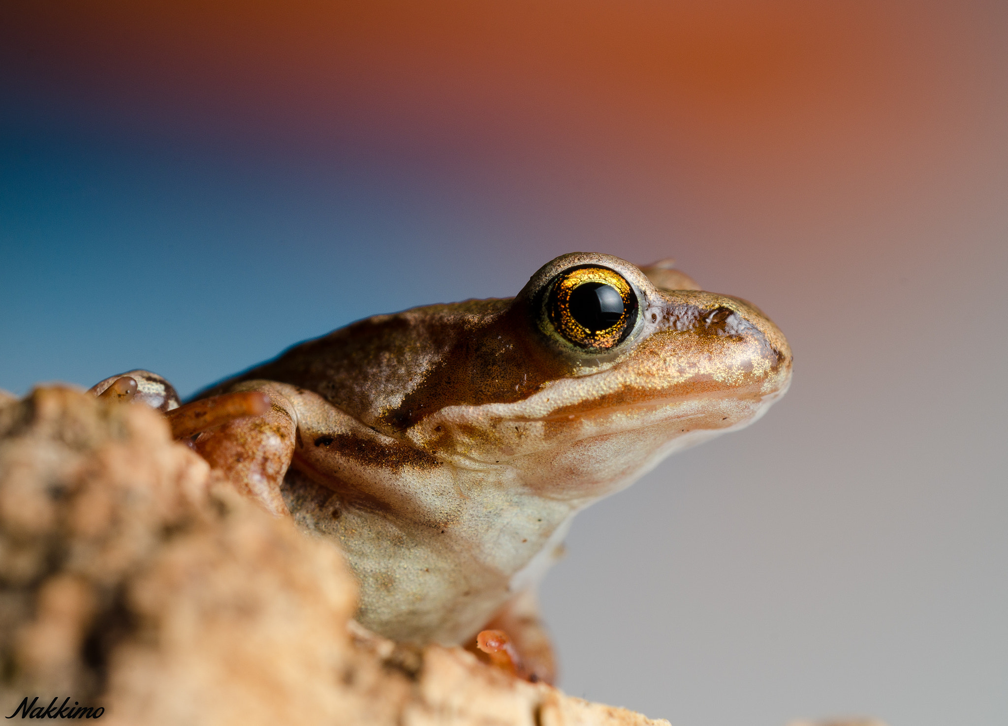 Nikon D7000 + Sigma 150mm F2.8 EX DG OS Macro HSM sample photo. European common frog photography