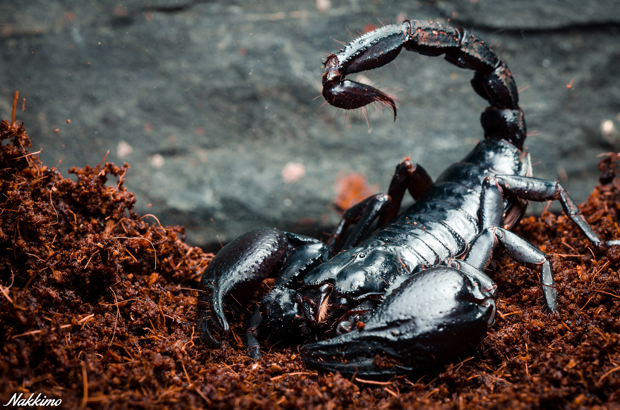 Nikon D7000 + Sigma 150mm F2.8 EX DG OS Macro HSM sample photo. Asian blue forest scorpion photography