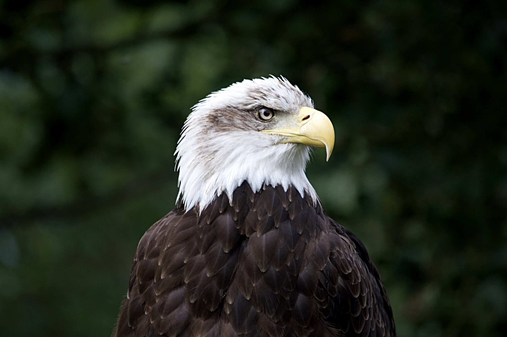 Nikon D3200 sample photo. Bald eagle photography