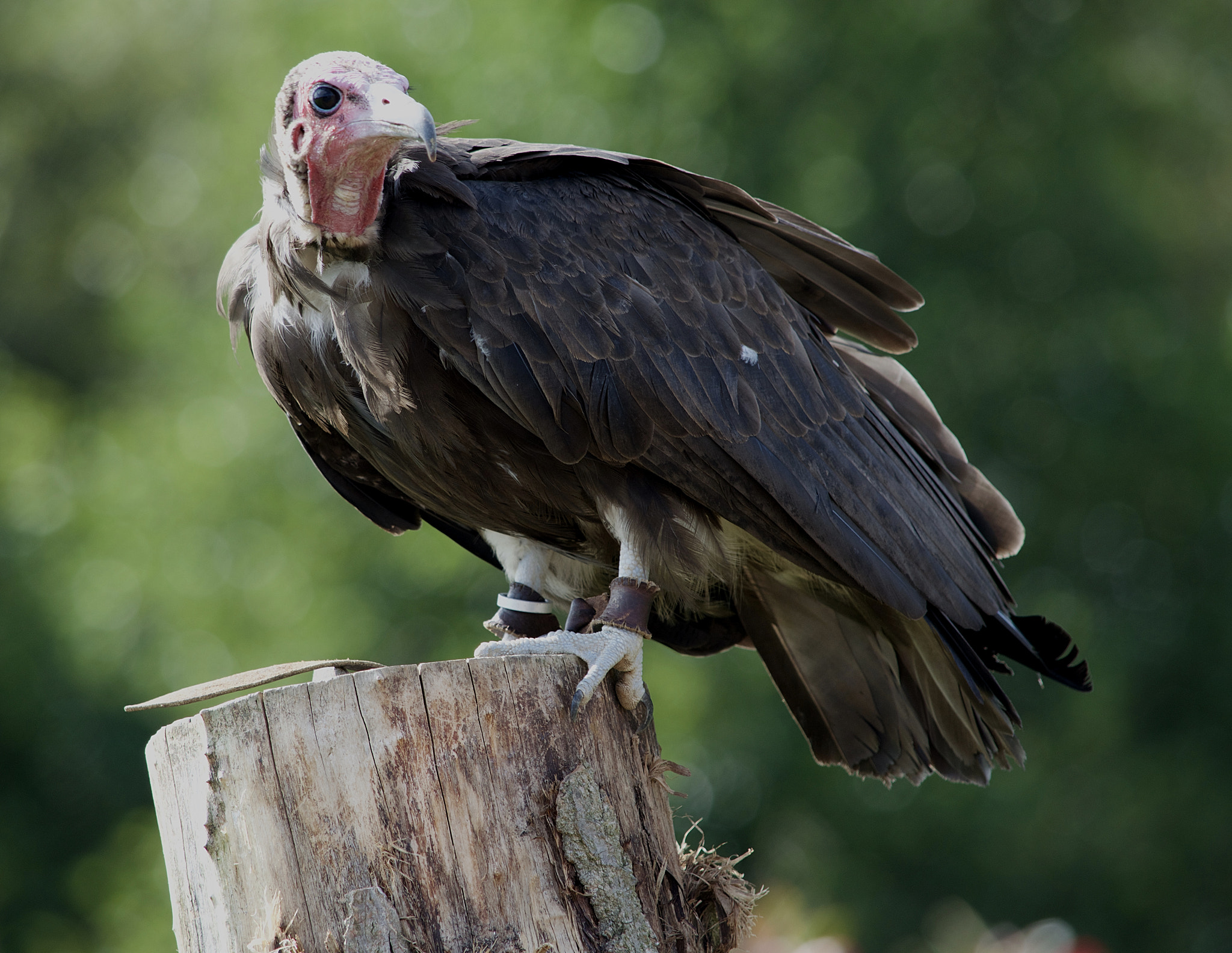 Nikon D3200 sample photo. Turkey vulture photography