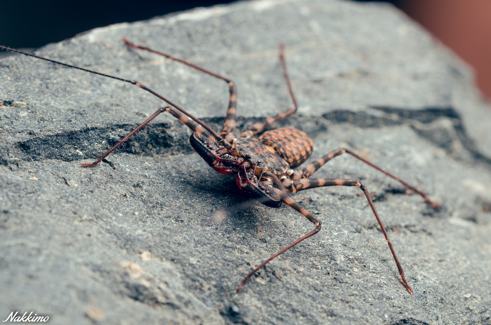 Sigma 150mm F2.8 EX DG OS Macro HSM sample photo. Tailless whip scorpion photography