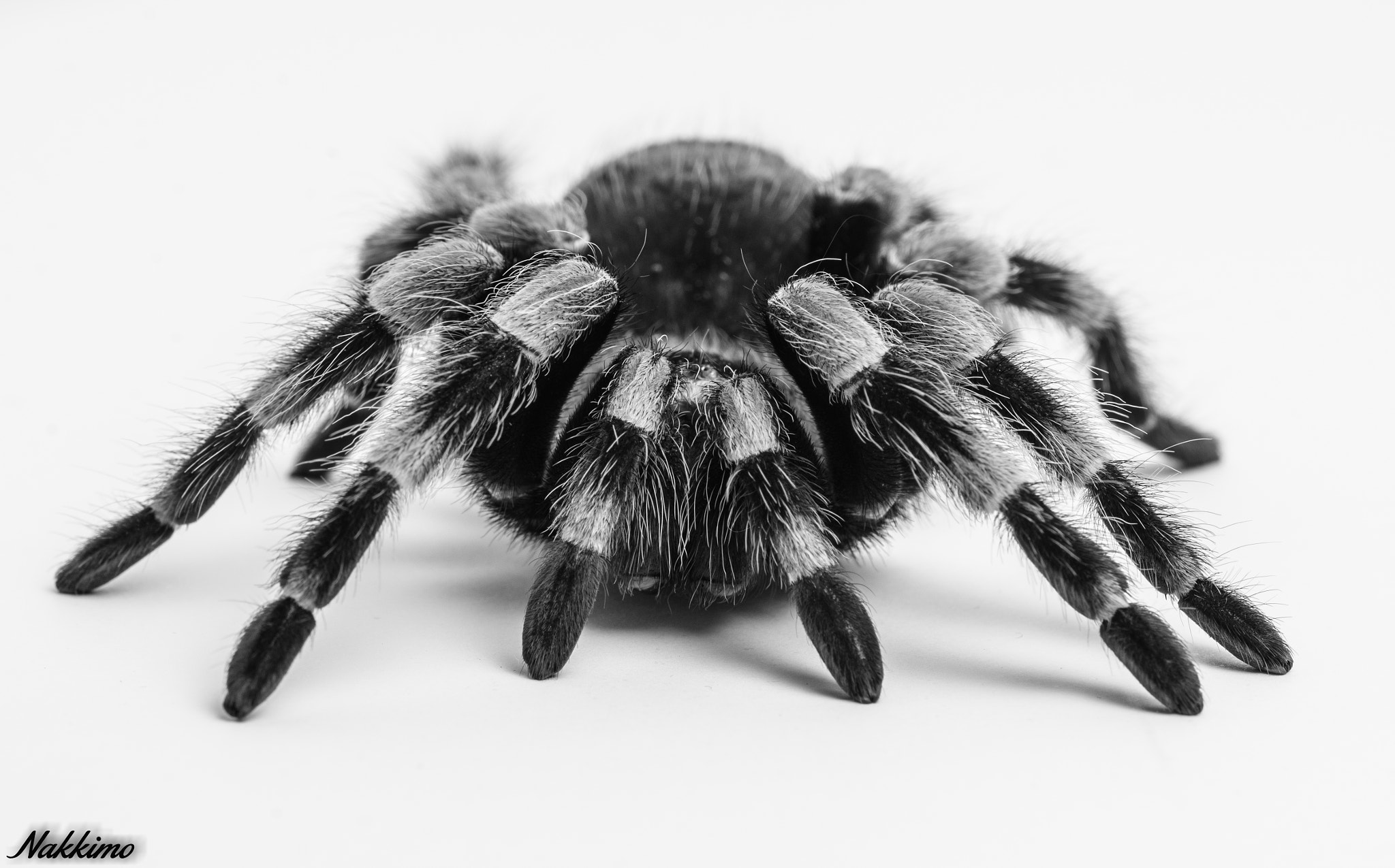 Nikon D7000 + Sigma 150mm F2.8 EX DG OS Macro HSM sample photo. Mexican red knee tarantula photography