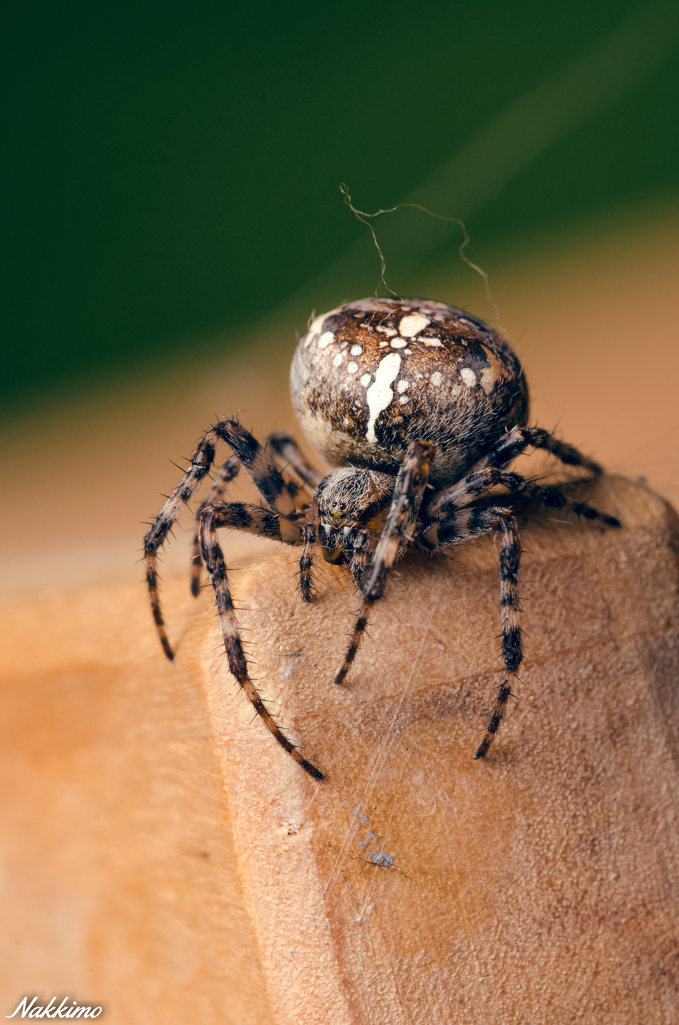 Sigma 150mm F2.8 EX DG OS Macro HSM sample photo. Spider photography