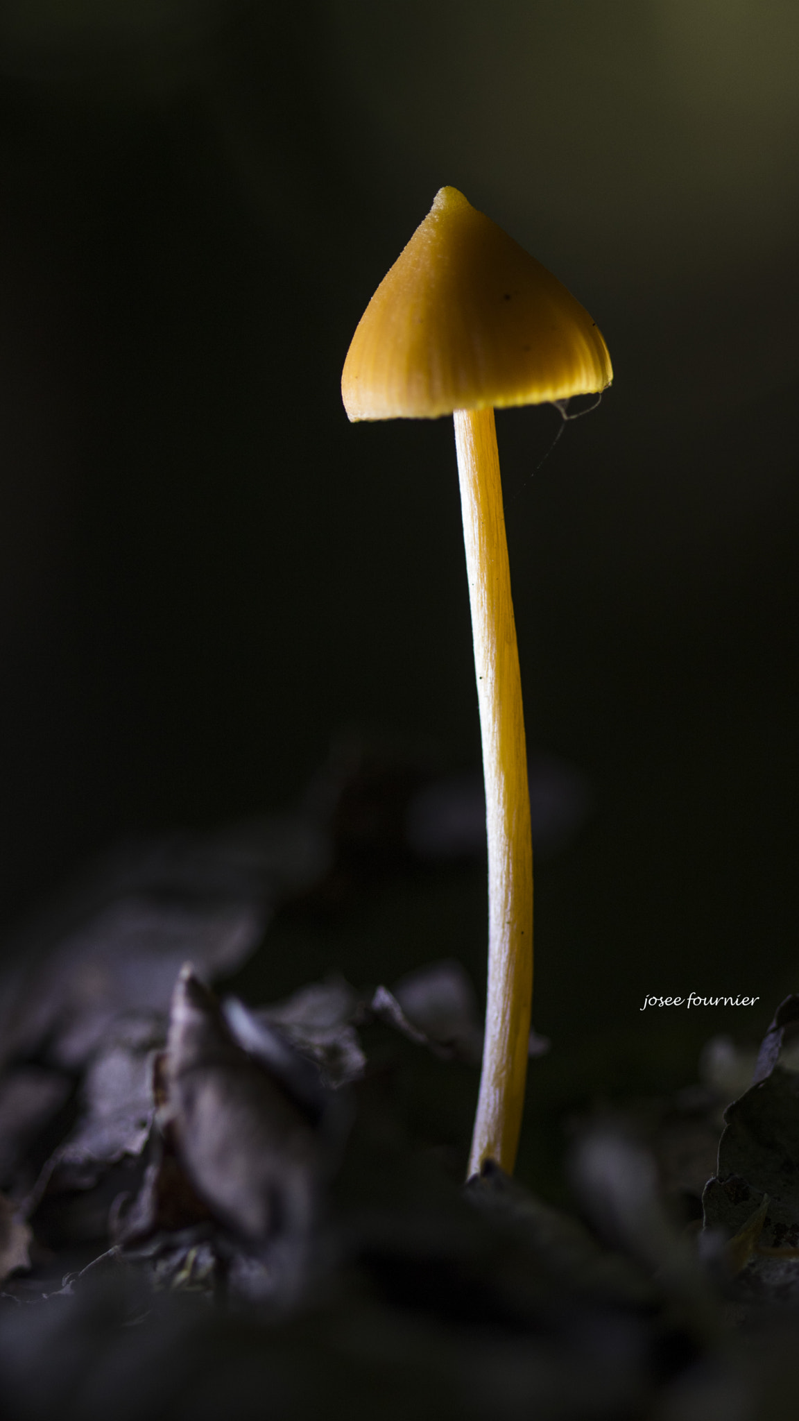 Canon EOS 760D (EOS Rebel T6s / EOS 8000D) sample photo. Champignons lumineux photography