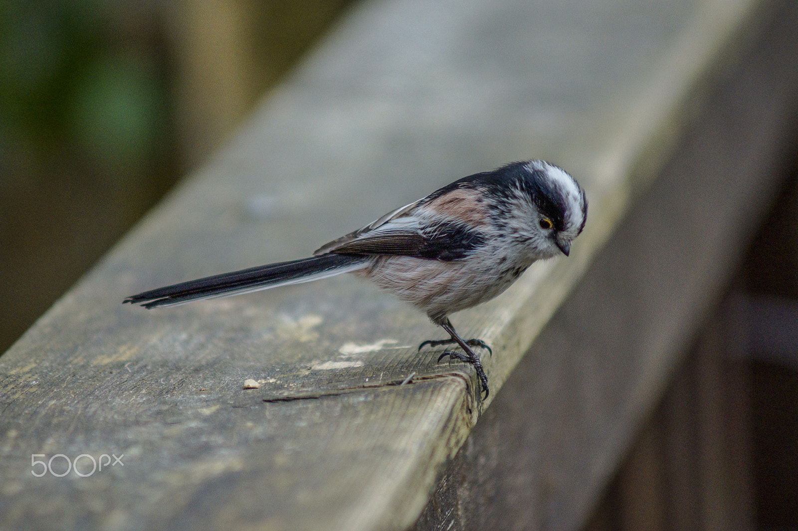 Sony SLT-A77 + Minolta AF 70-210mm F4 Macro sample photo. Long-tailed tit / schwanzmeise /bayagi uzunkuyruk photography