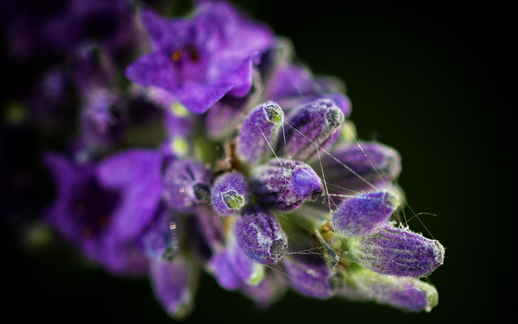 Canon EOS 600D (Rebel EOS T3i / EOS Kiss X5) + Canon EF 100mm F2.8 Macro USM sample photo. Lavender close up photography