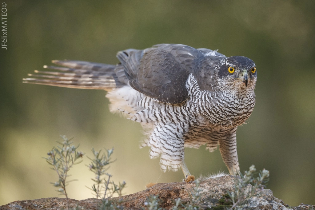 Canon EF 500mm F4L IS II USM sample photo. (c) azor (accipiter gentilis) photography