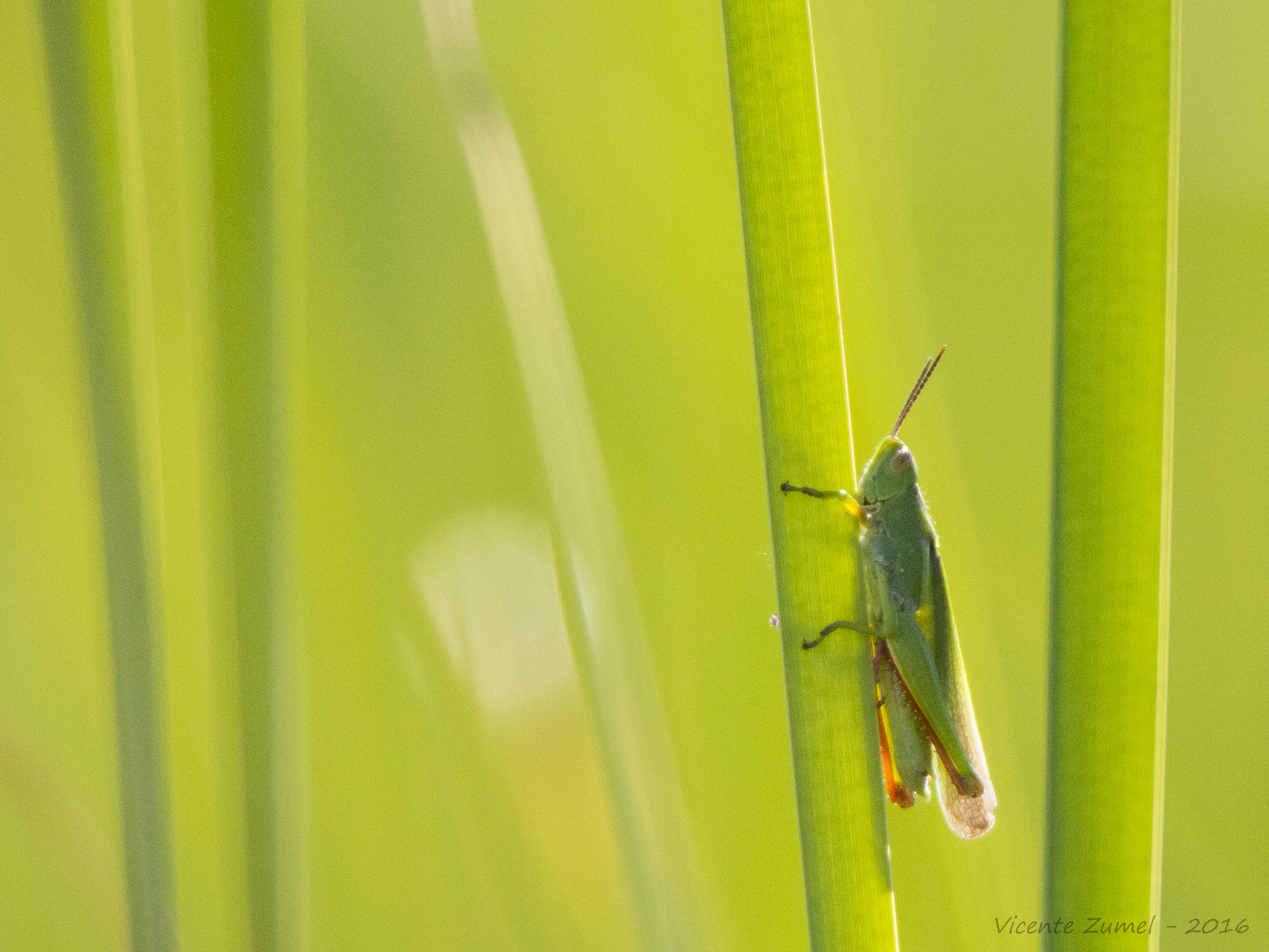 Tamron SP 150-600mm F5-6.3 Di VC USD sample photo. Green photography