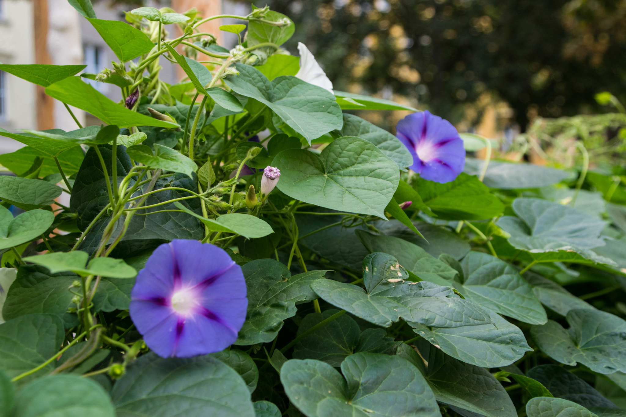 Sigma 28-300mm F3.5-6.3 DG Macro sample photo. Flowers in the city photography