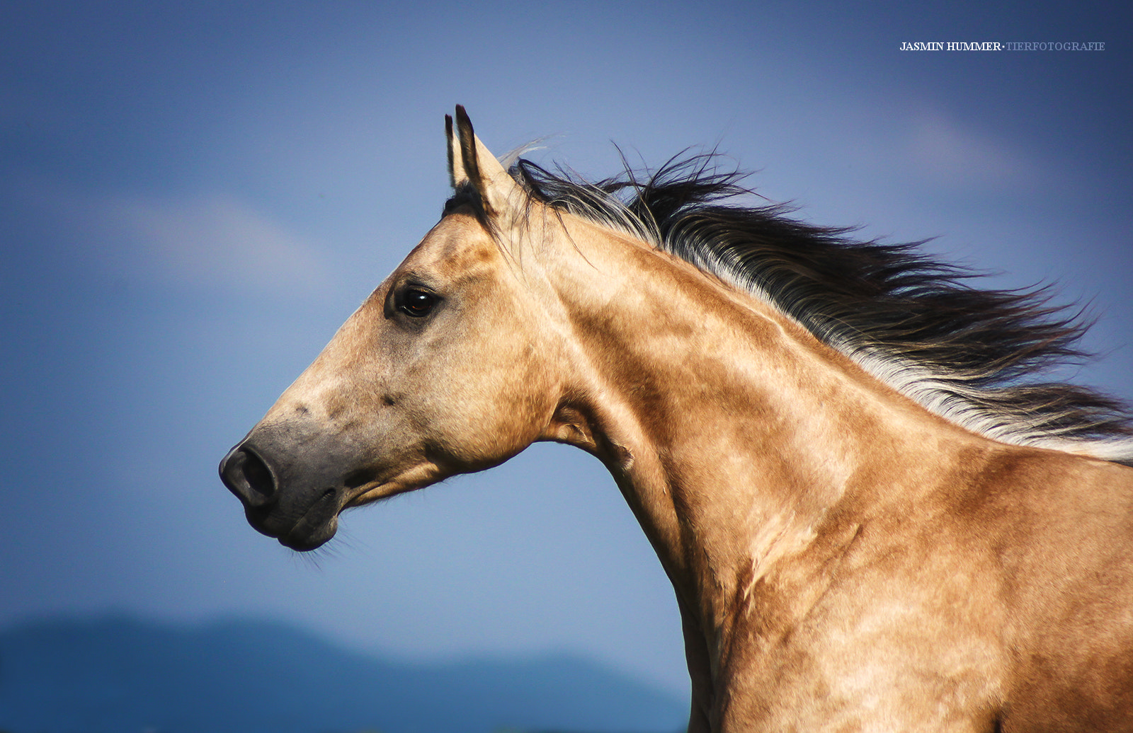 Canon EF 70-210mm f/3.5-4.5 USM sample photo. Golden boy photography