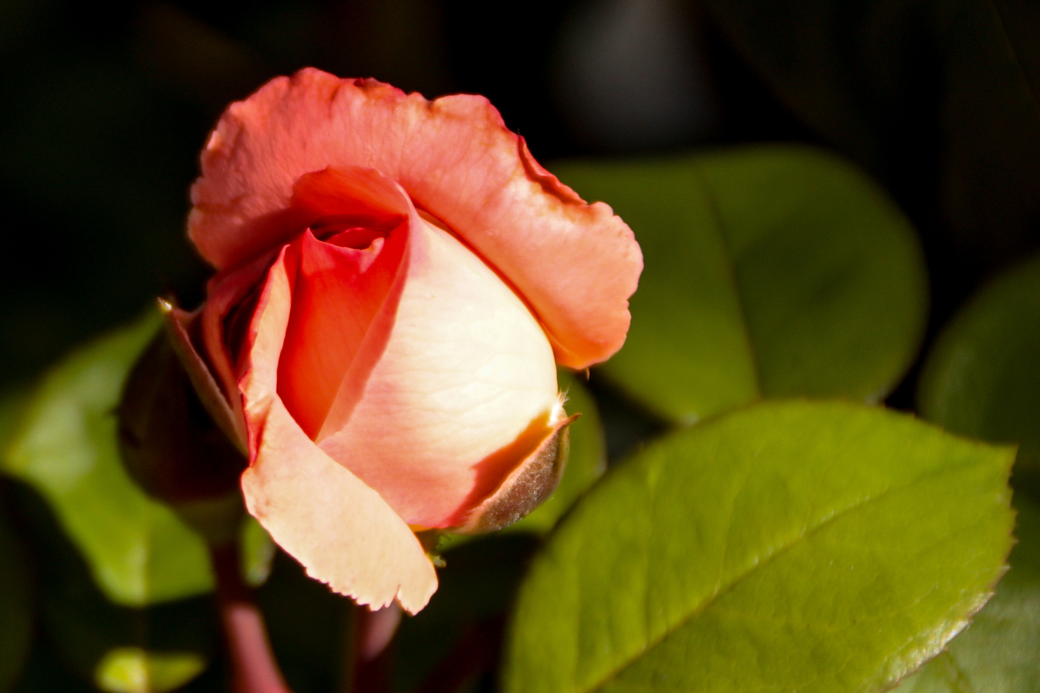 Canon EOS 450D (EOS Rebel XSi / EOS Kiss X2) sample photo. Rose photography