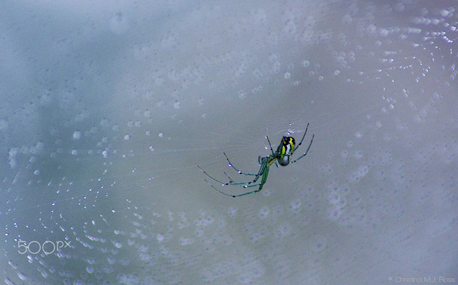 Pentax K-5 sample photo. Green & yellow spider photography