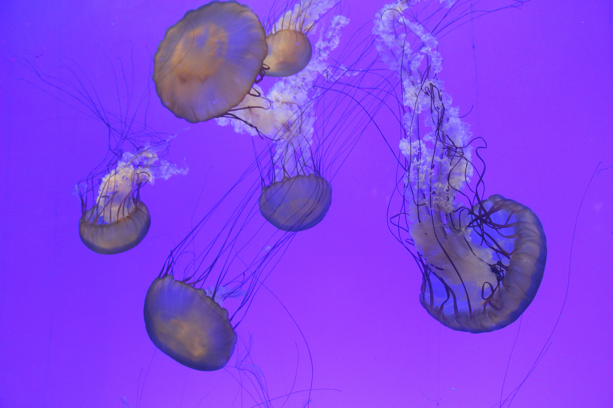 Canon EOS 650D (EOS Rebel T4i / EOS Kiss X6i) + Canon EF 50mm f/1.8 sample photo. Jellyfish#shanghai china# photography