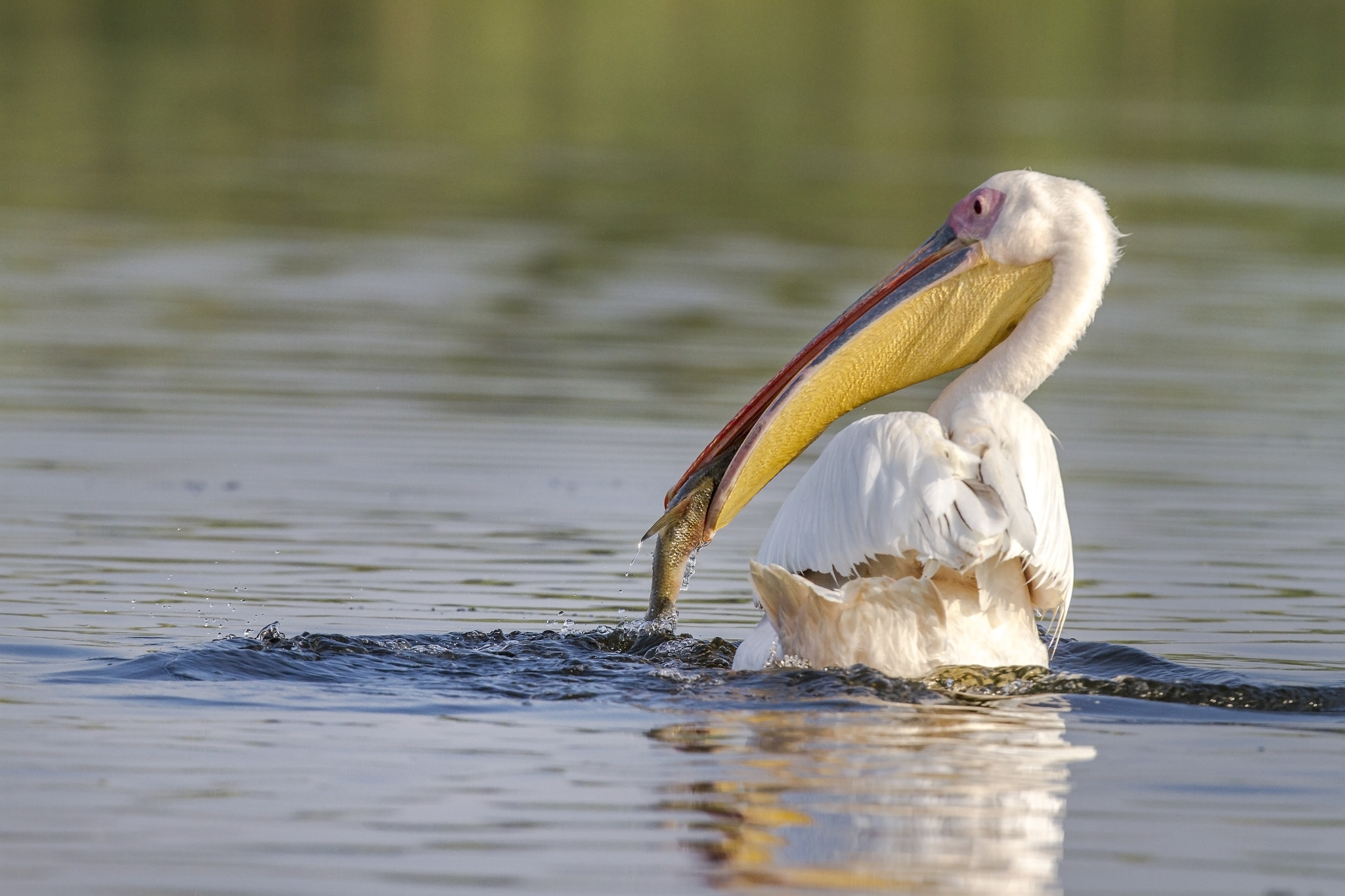 Canon EOS 7D + Canon EF 400mm F2.8L IS USM sample photo. Pelican fishing photography