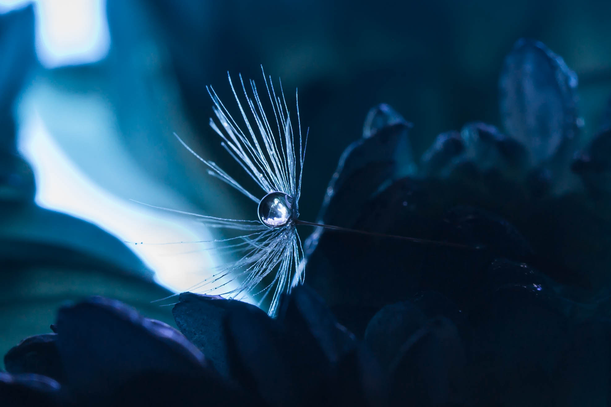 Canon EF 100mm F2.8 Macro USM sample photo. Silent moments photography