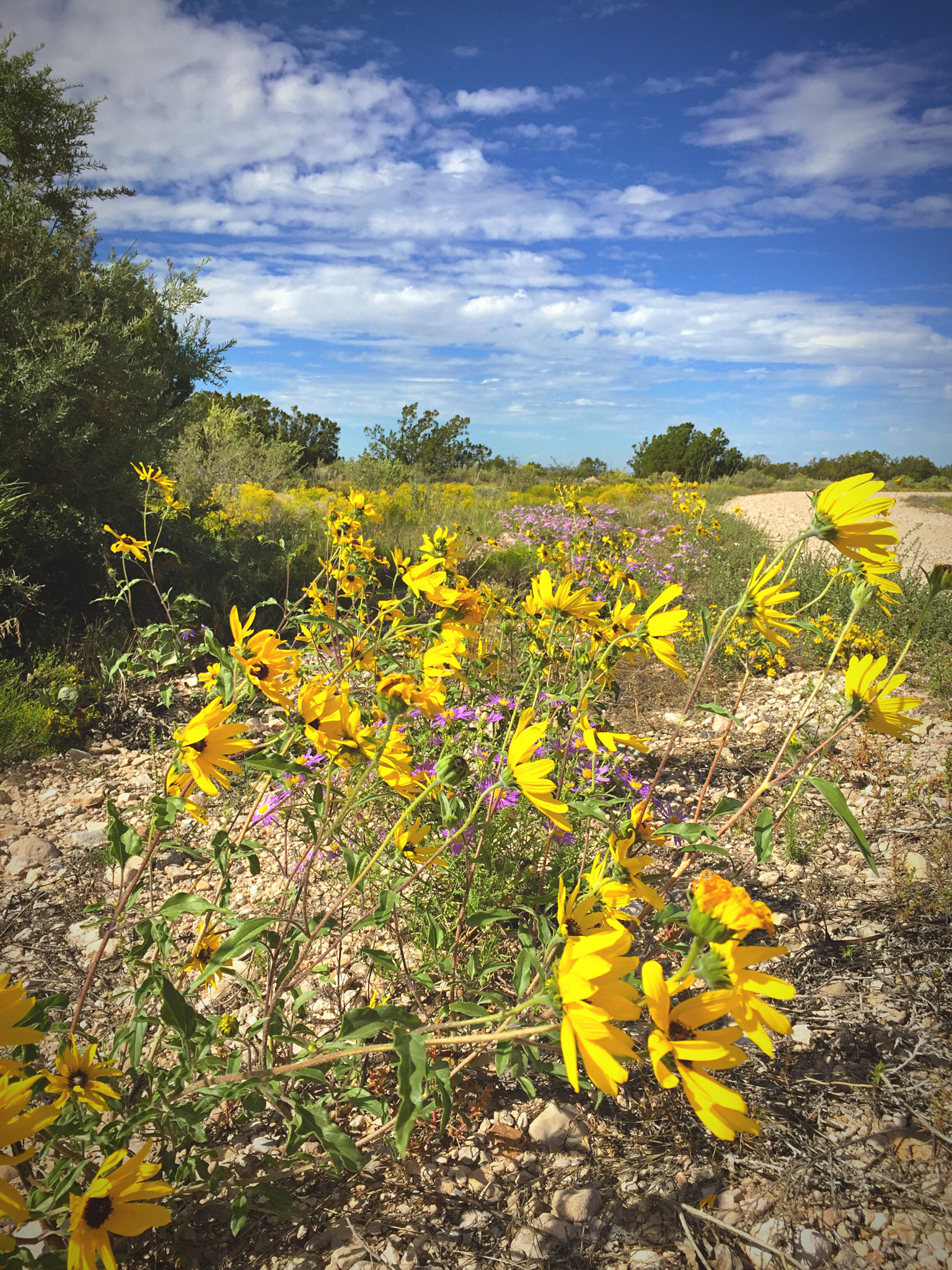 Apple iPhone7,2 sample photo. Wildflower gathering photography