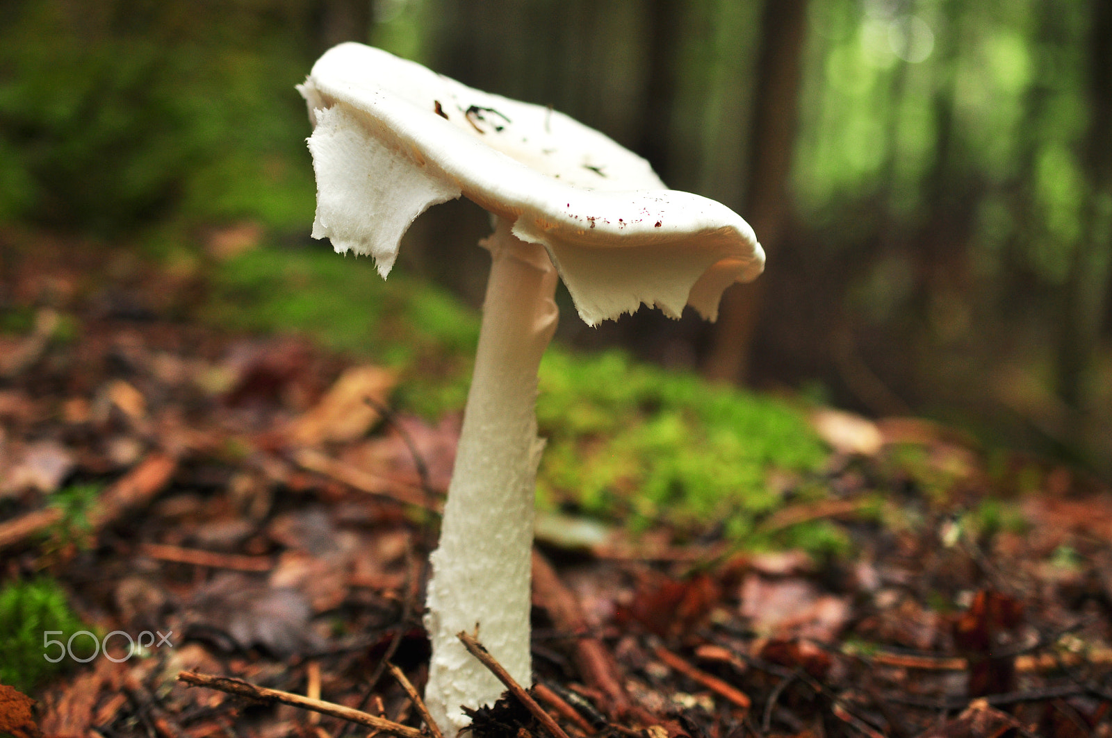 Nikon AF-S DX Micro Nikkor 40mm F2.8 sample photo. Fungi photography