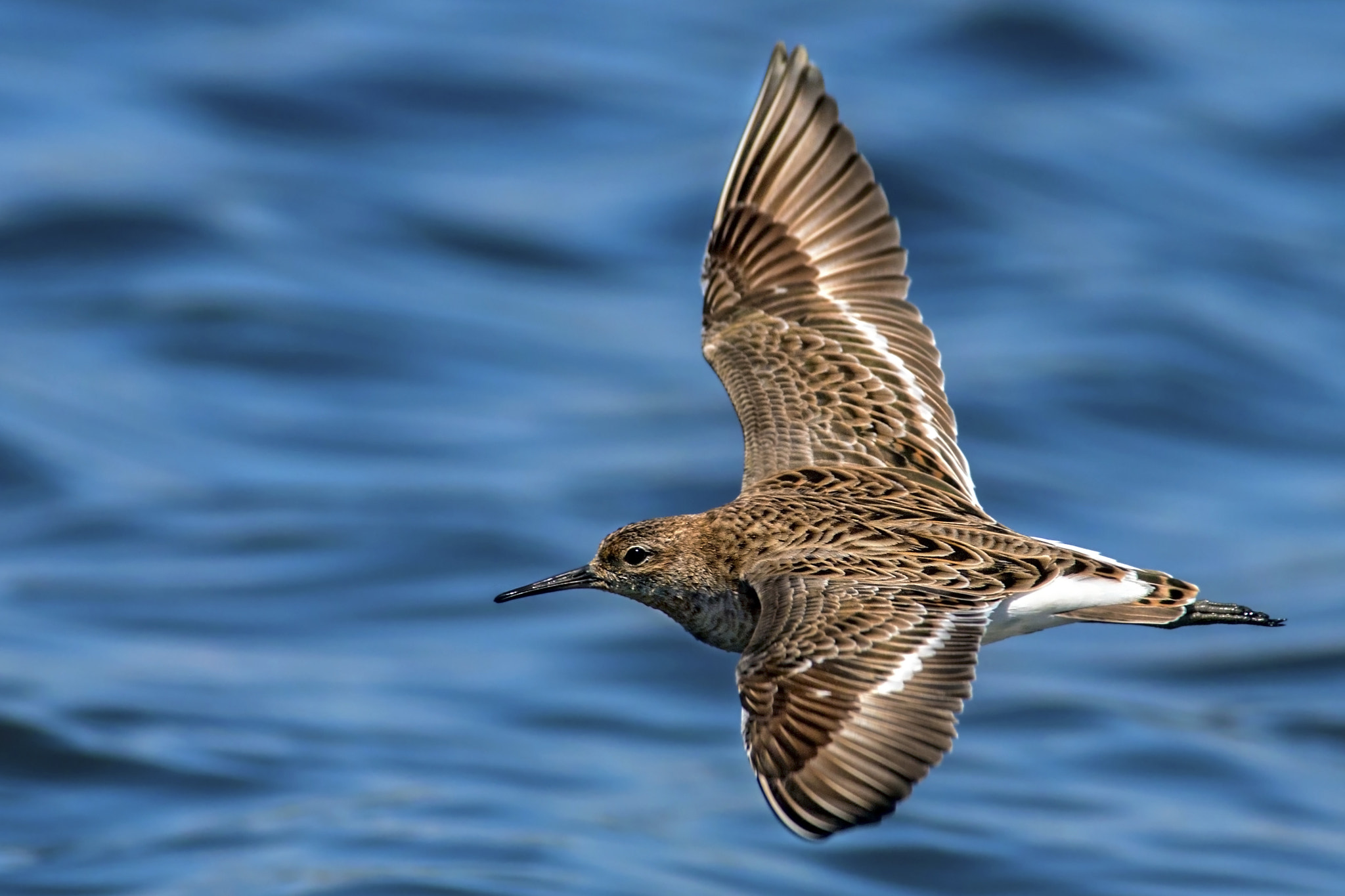 Canon EOS 70D + Canon EF 300mm f/2.8L + 1.4x sample photo. Wader fighter photography