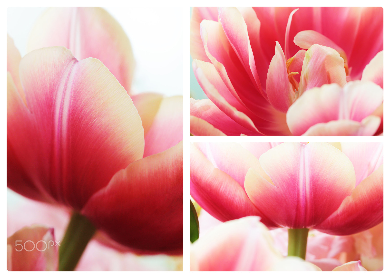Canon EOS 550D (EOS Rebel T2i / EOS Kiss X4) + Canon EF 100mm F2.8L Macro IS USM sample photo. Tulip close up macro collage photography