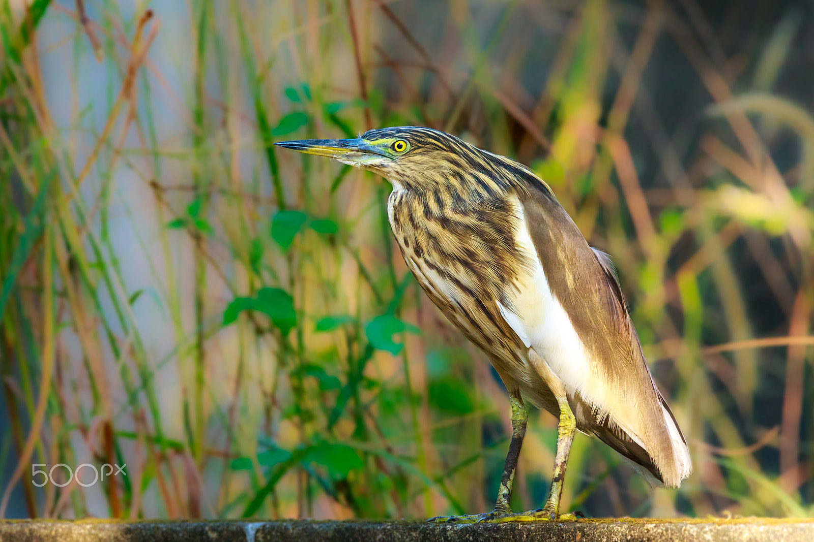 Sigma 150-600mm F5-6.3 DG OS HSM | C sample photo. "short_sighted" photography
