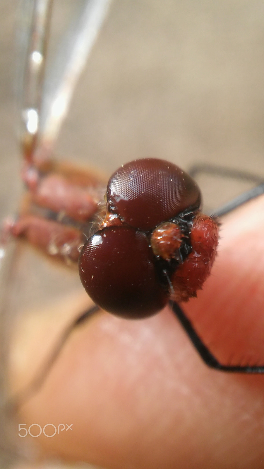 LG SPIRIT 4G LTE sample photo. Dragonfly photography