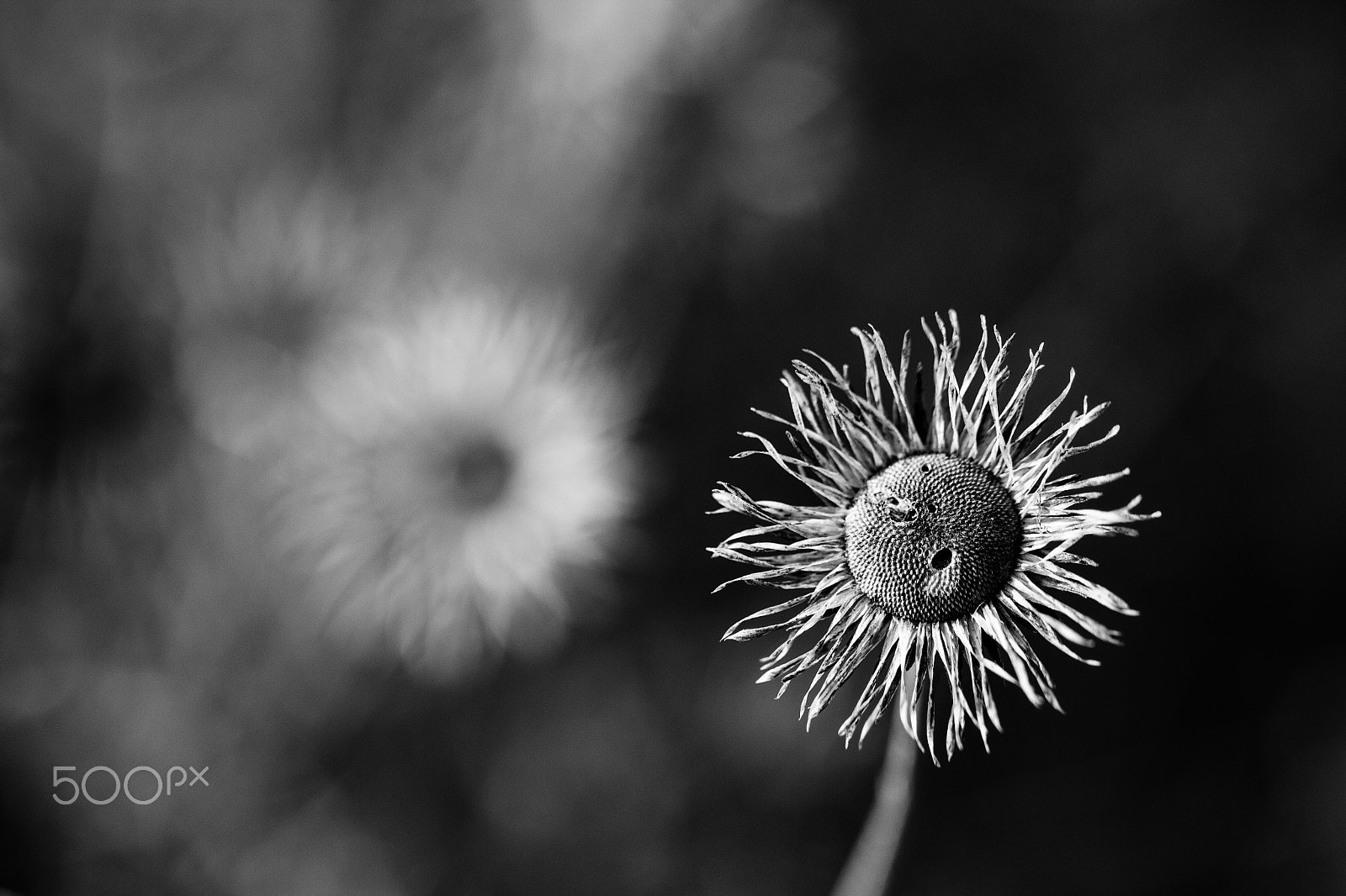 Canon EF 100mm F2.8L Macro IS USM sample photo. İsyan photography