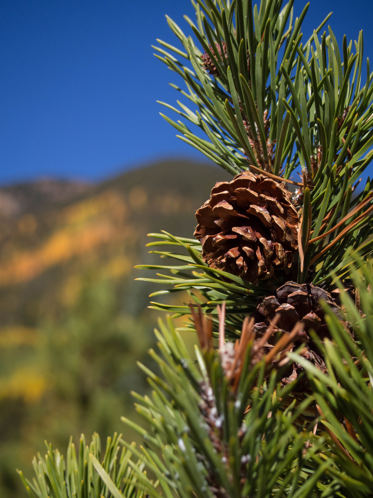 Olympus M.Zuiko Digital 14-42mm F3.5-5.6 II R sample photo. Pine overlooking aspens photography