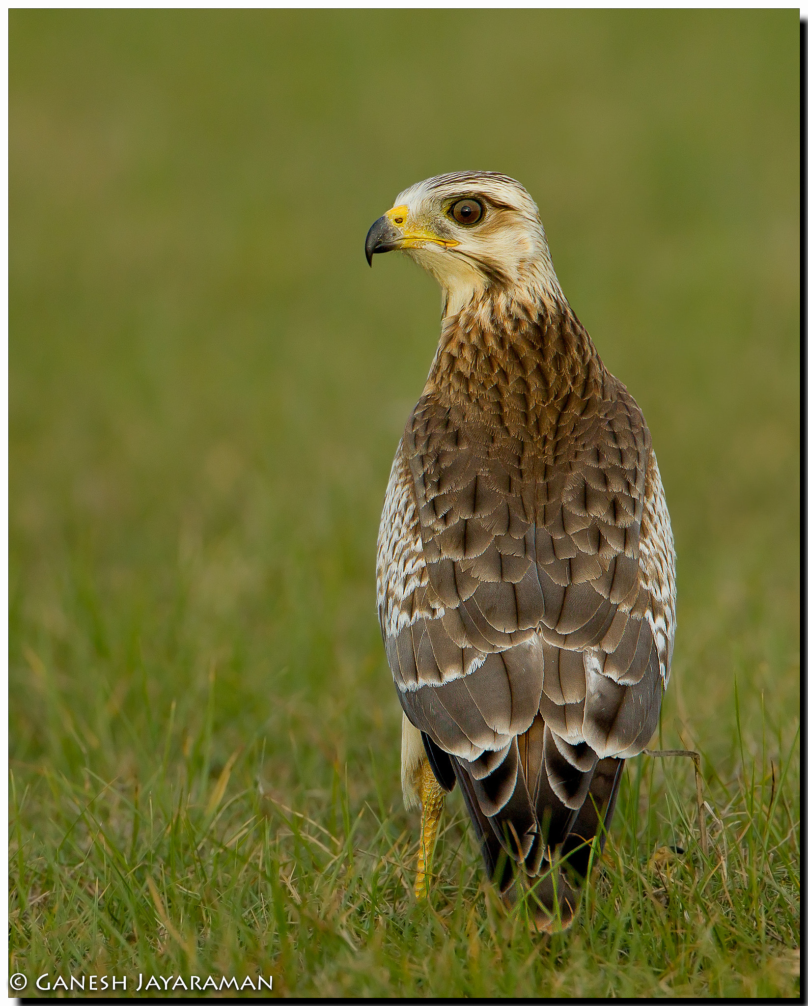 Canon EF 500mm F4L IS USM sample photo. White-eyed buzzard (butastur teesa) photography