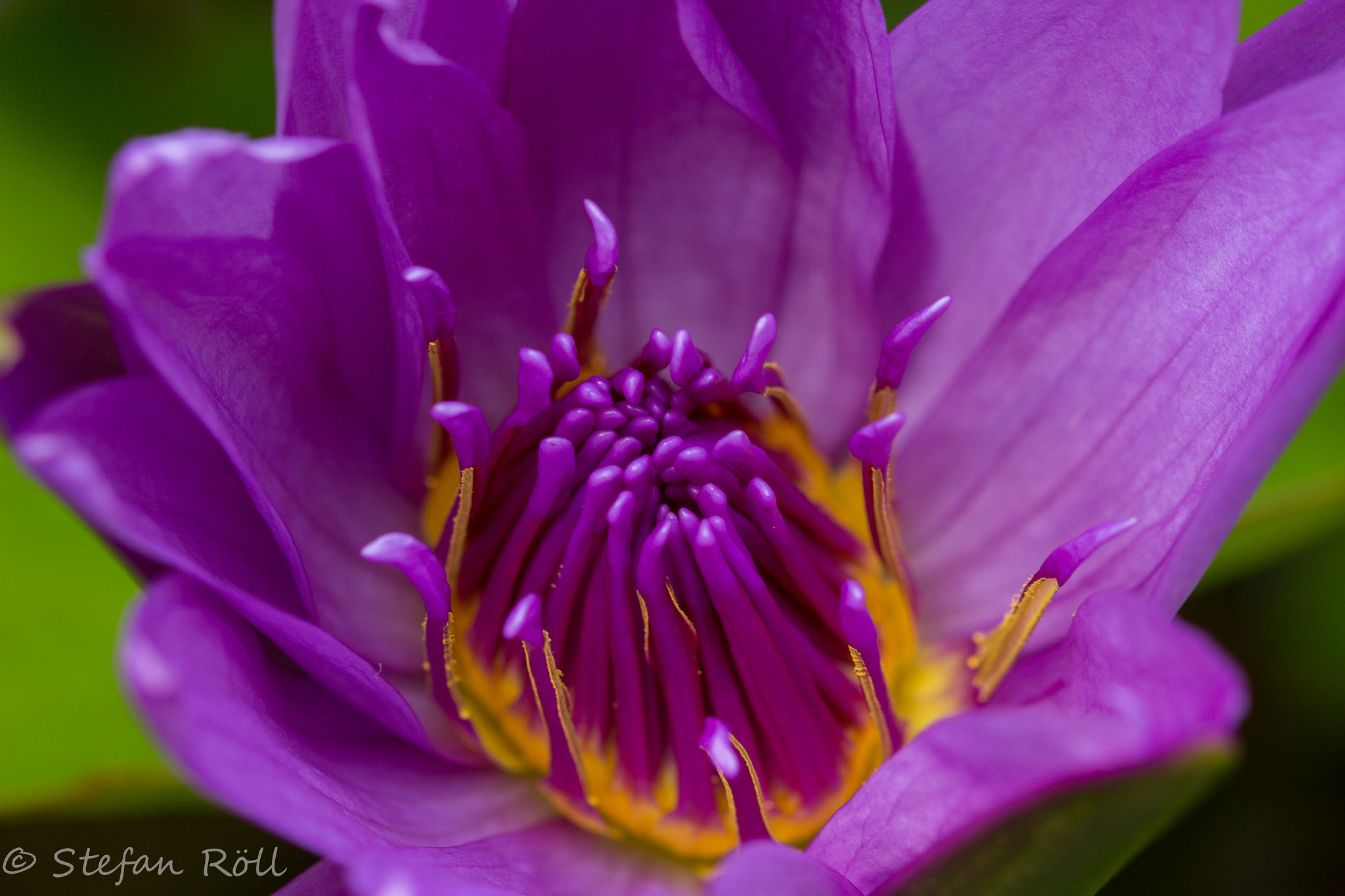 Sigma 105mm F2.8 EX DG OS HSM sample photo. Just a flower photography