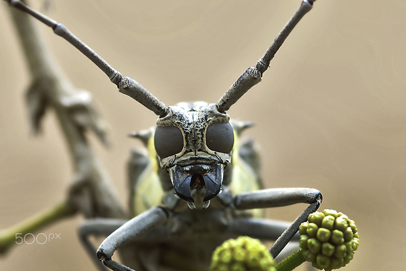 Nikon AF-S Micro-Nikkor 105mm F2.8G IF-ED VR sample photo. Face to face photography