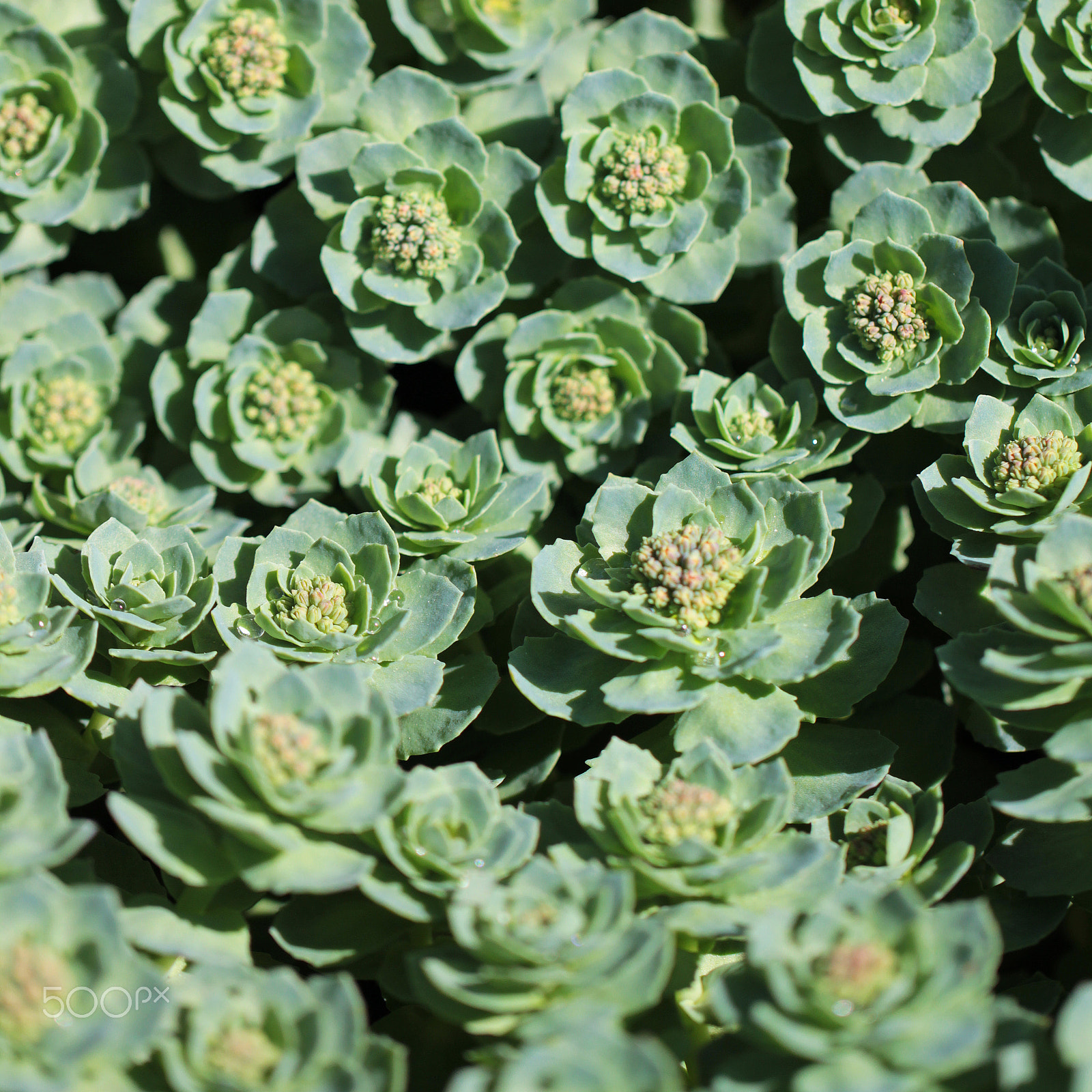 Canon EOS 550D (EOS Rebel T2i / EOS Kiss X4) + Canon EF 100mm F2.8L Macro IS USM sample photo. Succulent flowers blossom photography