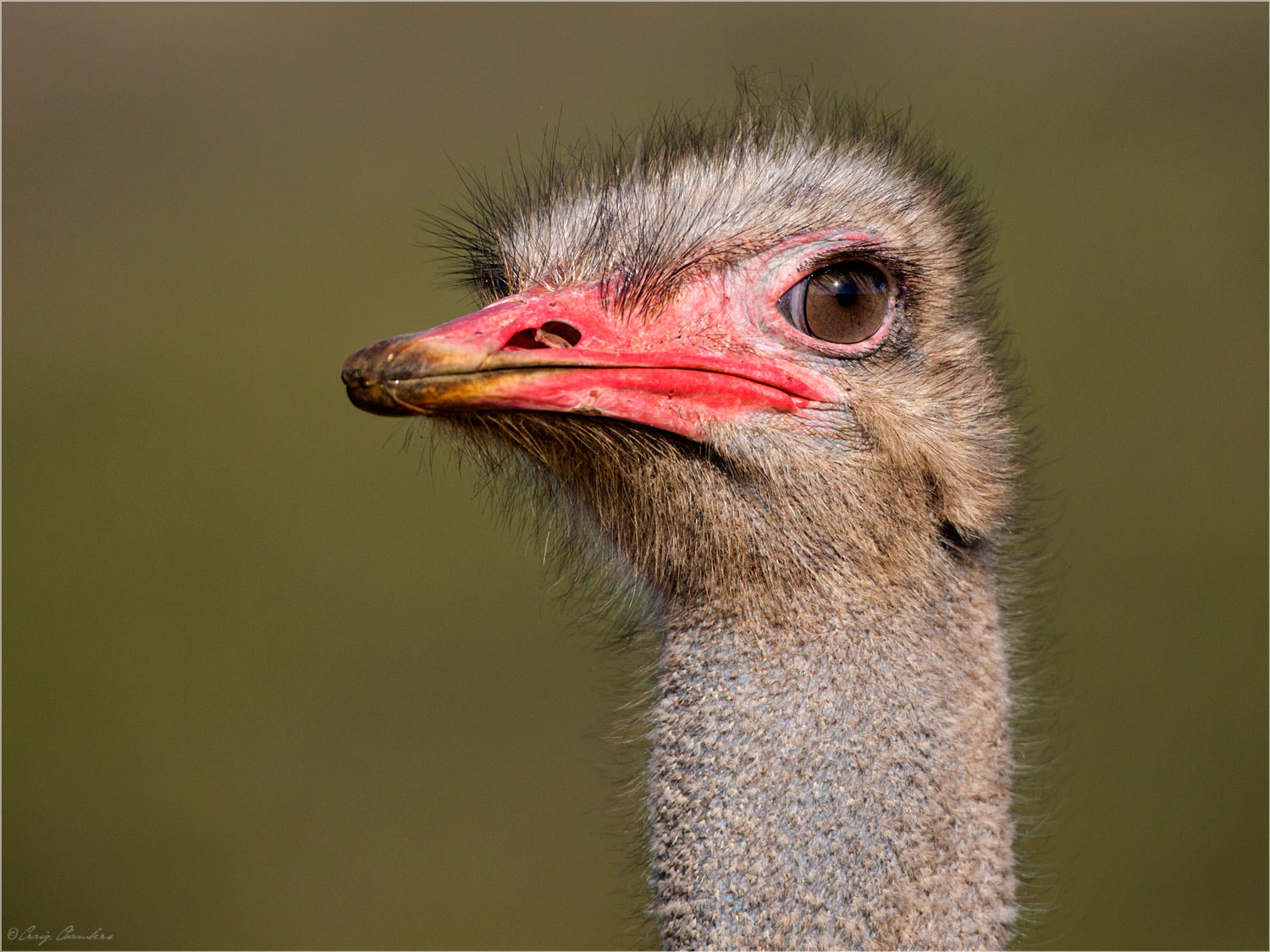 Canon EOS-1D Mark III + Canon EF 500mm F4L IS USM sample photo. Ostrich portrait photography