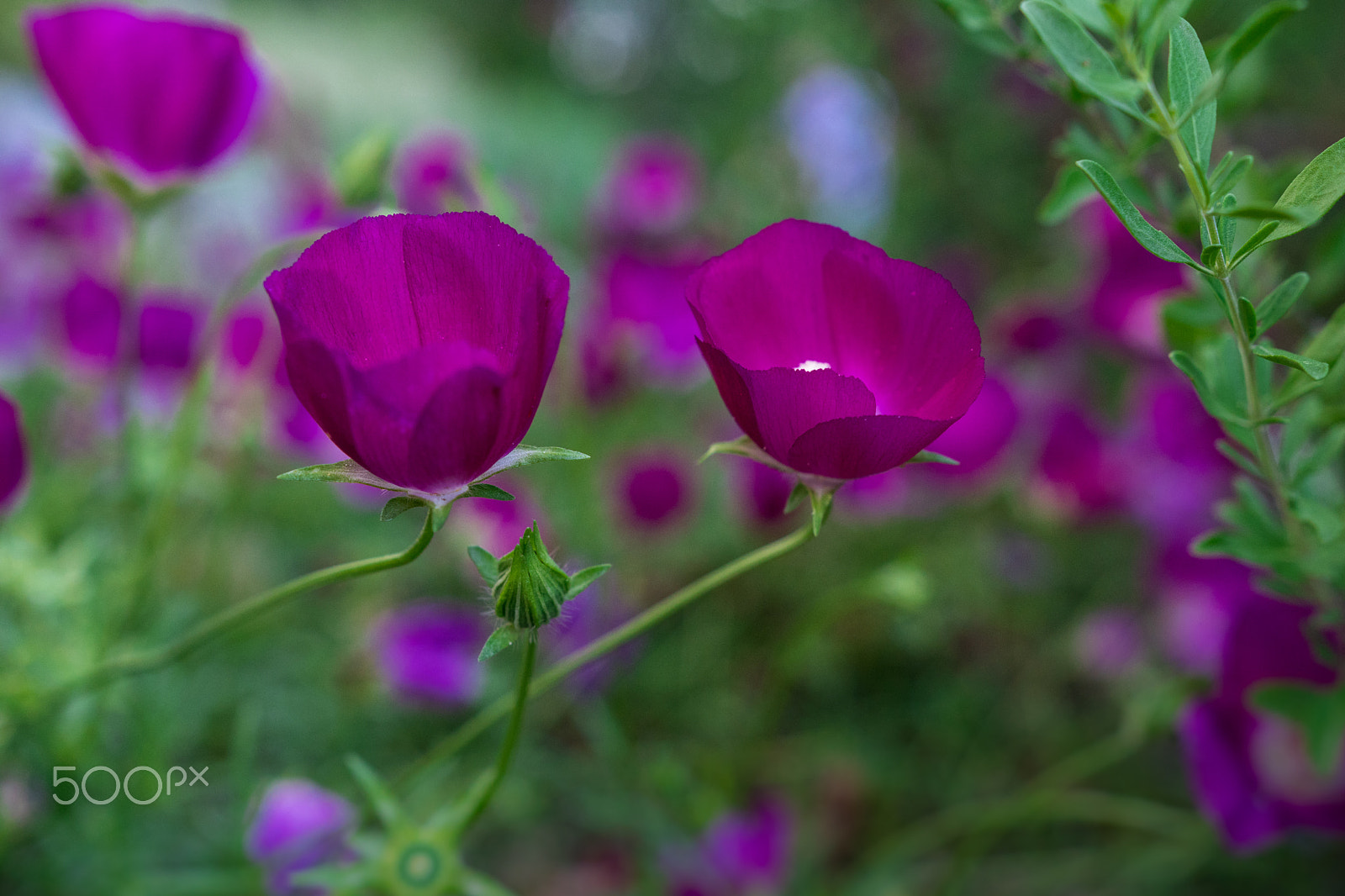 Sony a6300 + 18-35mm F1.8 DC HSM | Art 013 sample photo. Pink poppies ii photography