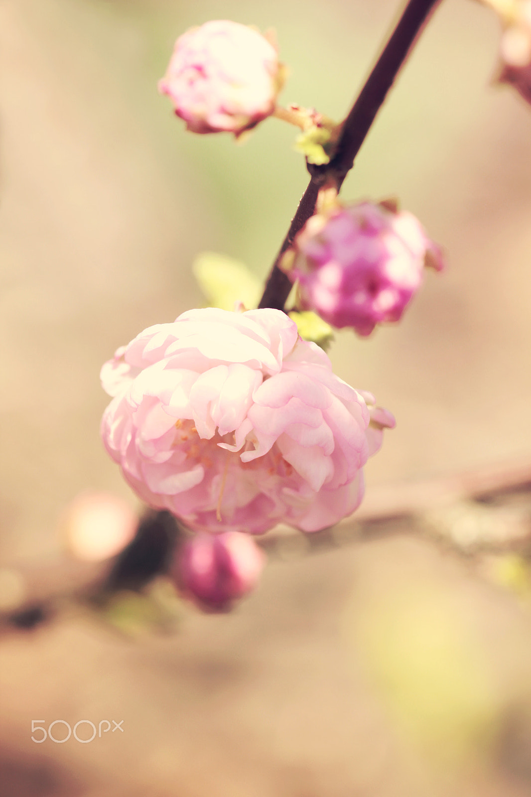 Canon EOS 550D (EOS Rebel T2i / EOS Kiss X4) + Canon EF 100mm F2.8L Macro IS USM sample photo. Almond flowers blossom close up photography