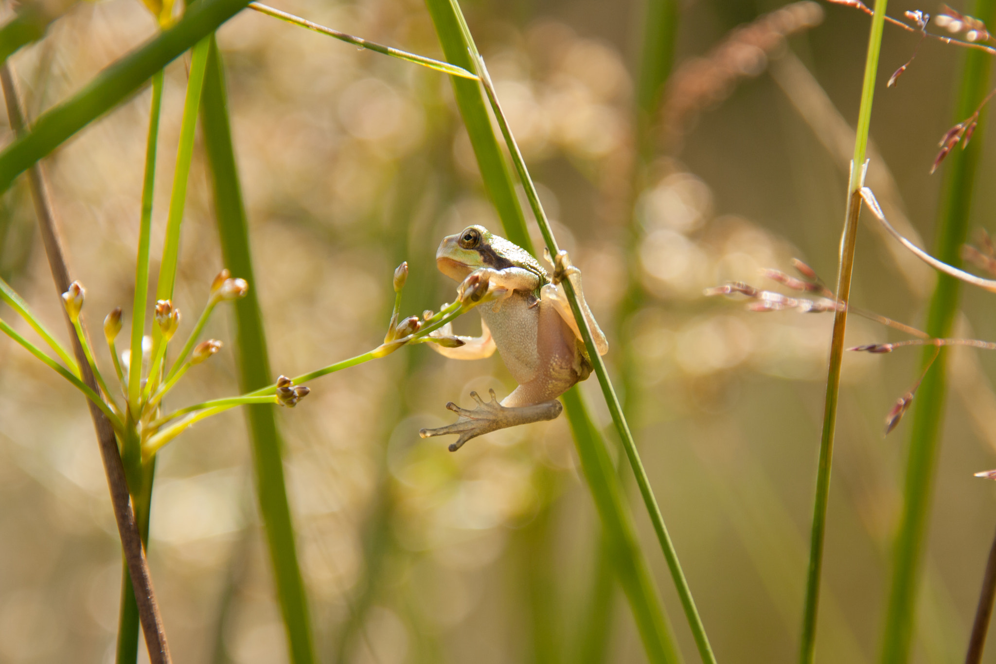 Sigma 18-200mm f/3.5-6.3 DC OS sample photo. Hang in there buddy! photography