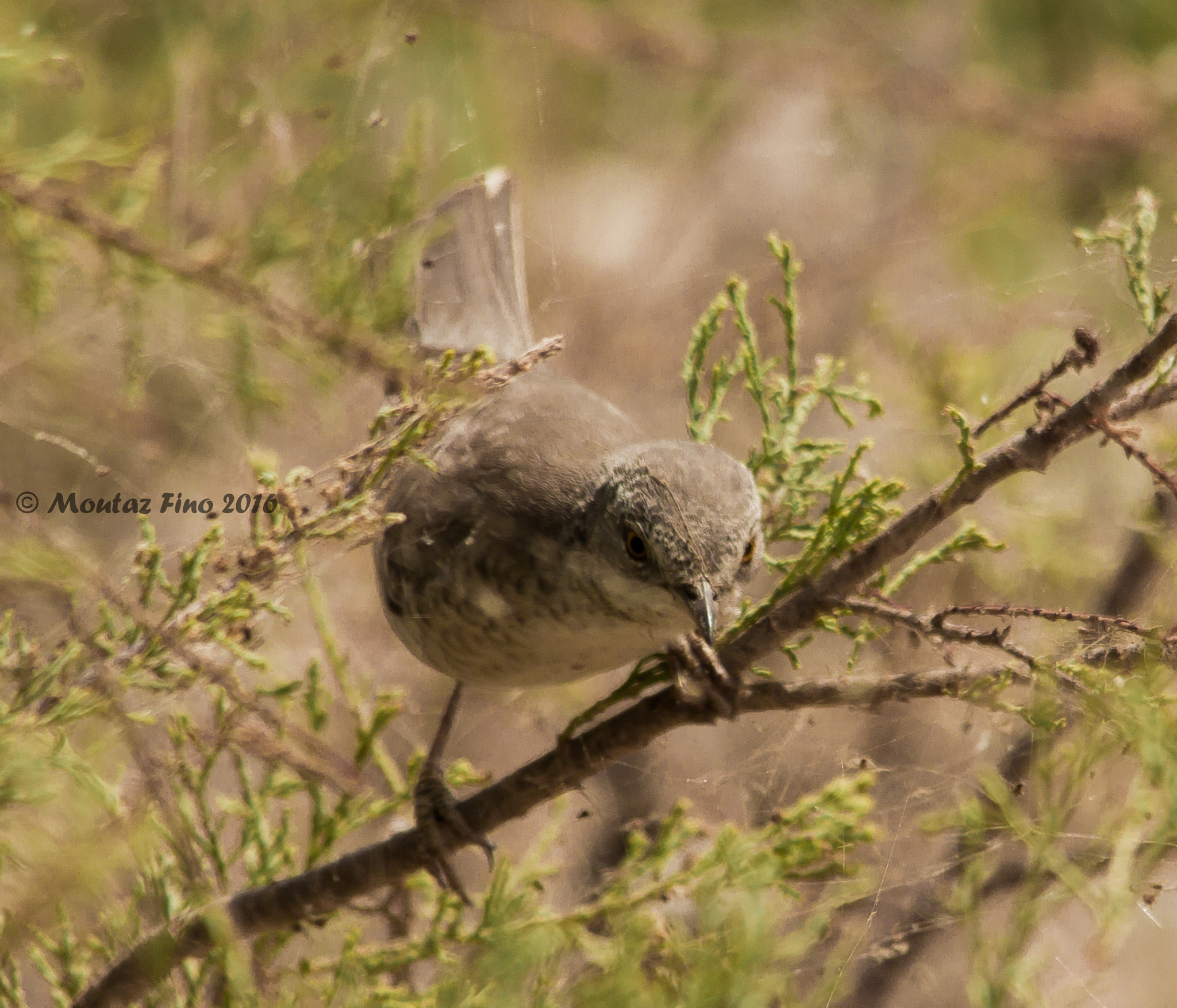 Sigma 150-500mm F5-6.3 DG OS HSM sample photo. Branche5 photography